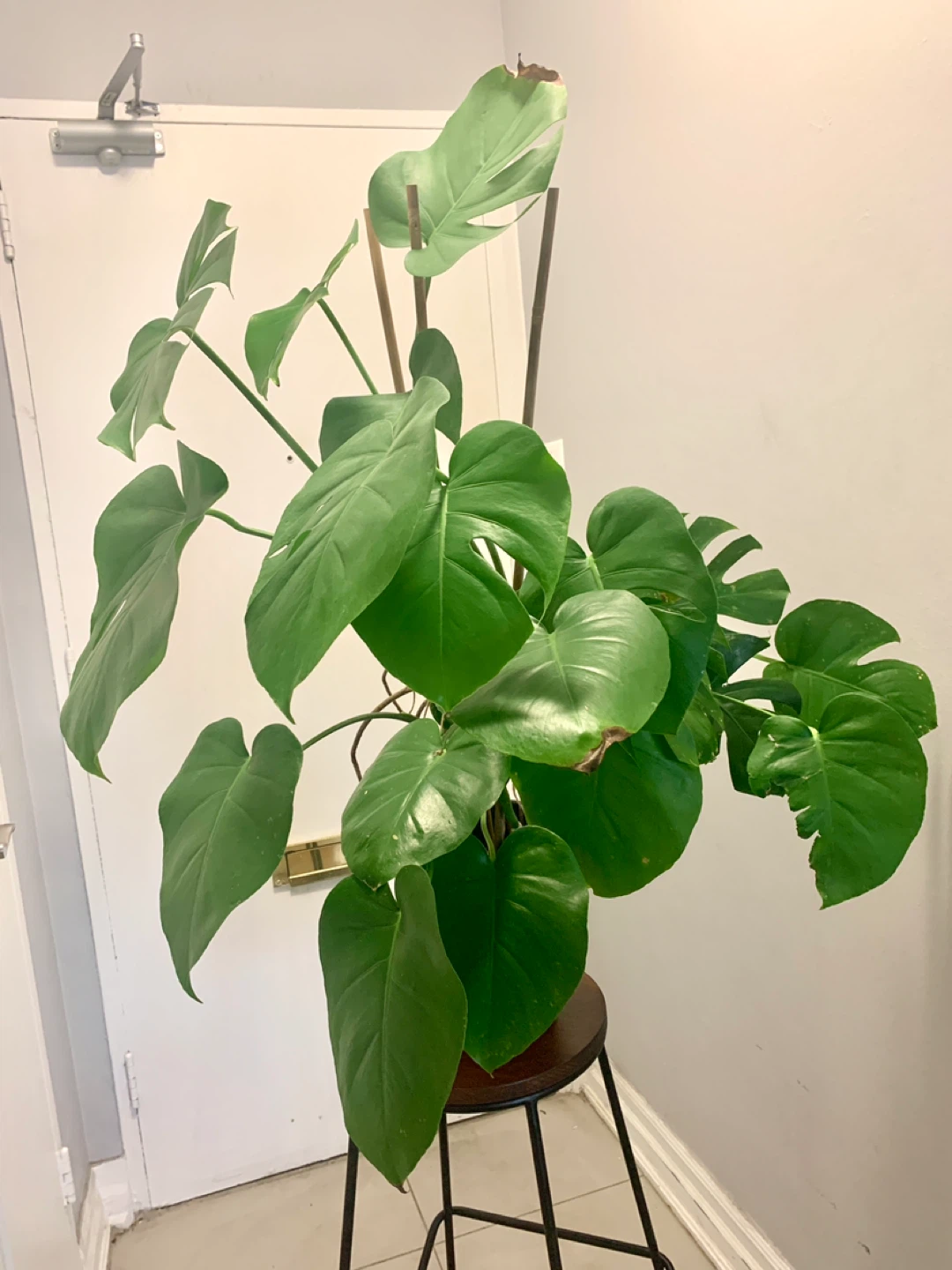 Monstera Deliciosa Plant - photo 2