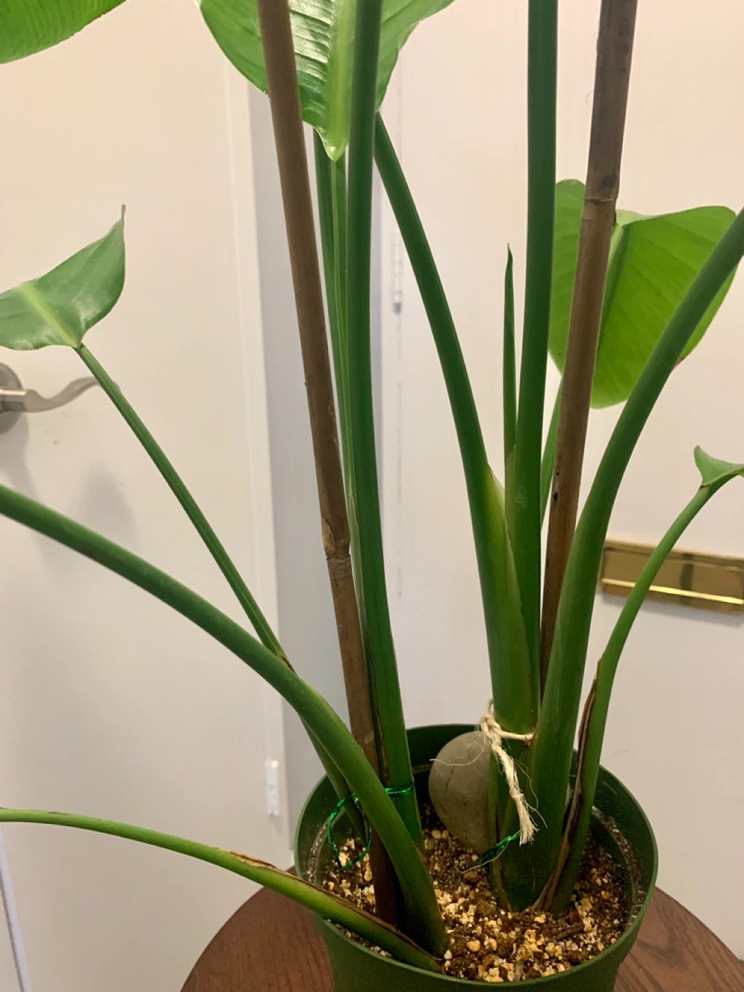 Bird of Paradise Plant - photo 4