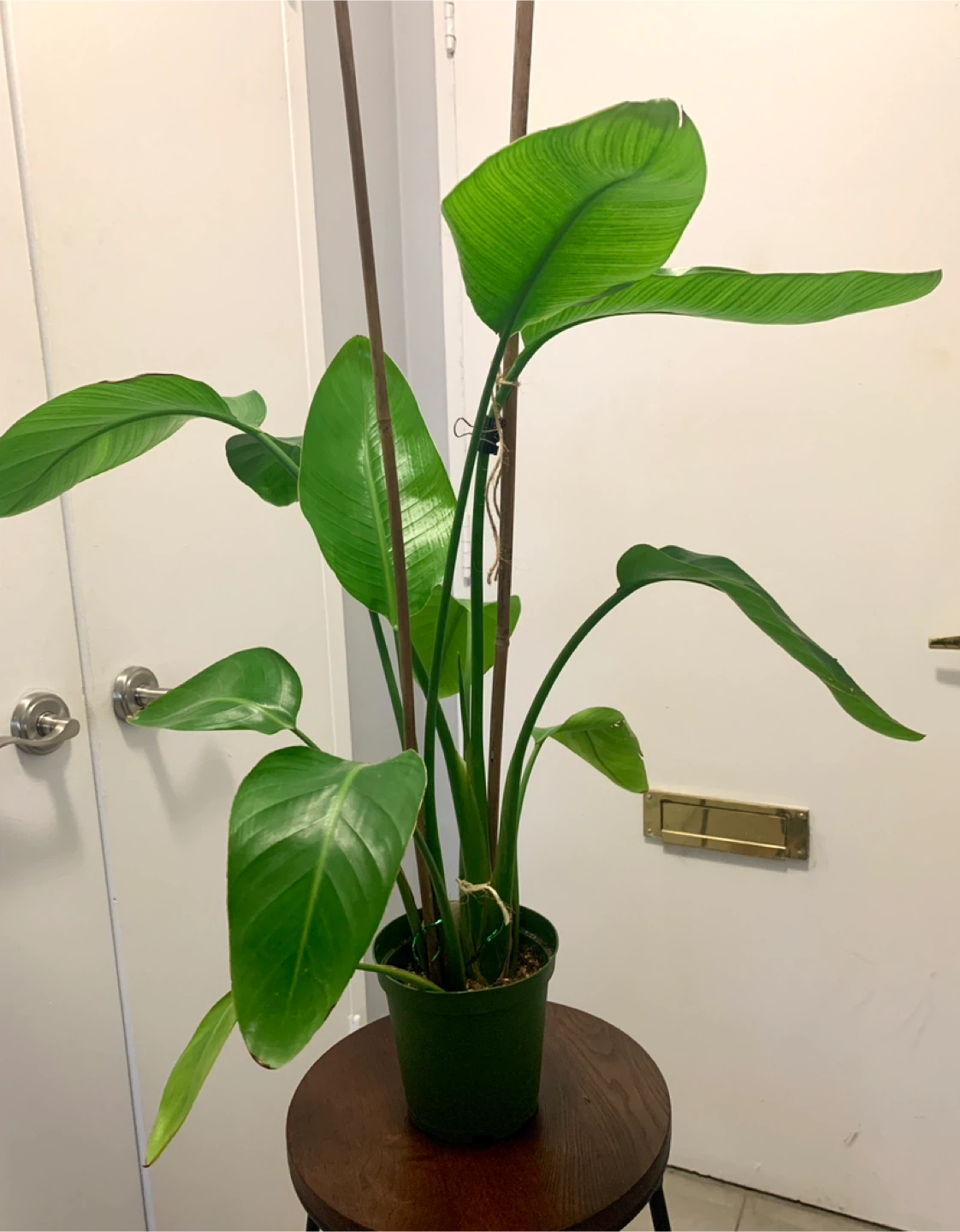 Bird of Paradise Plant - photo 3