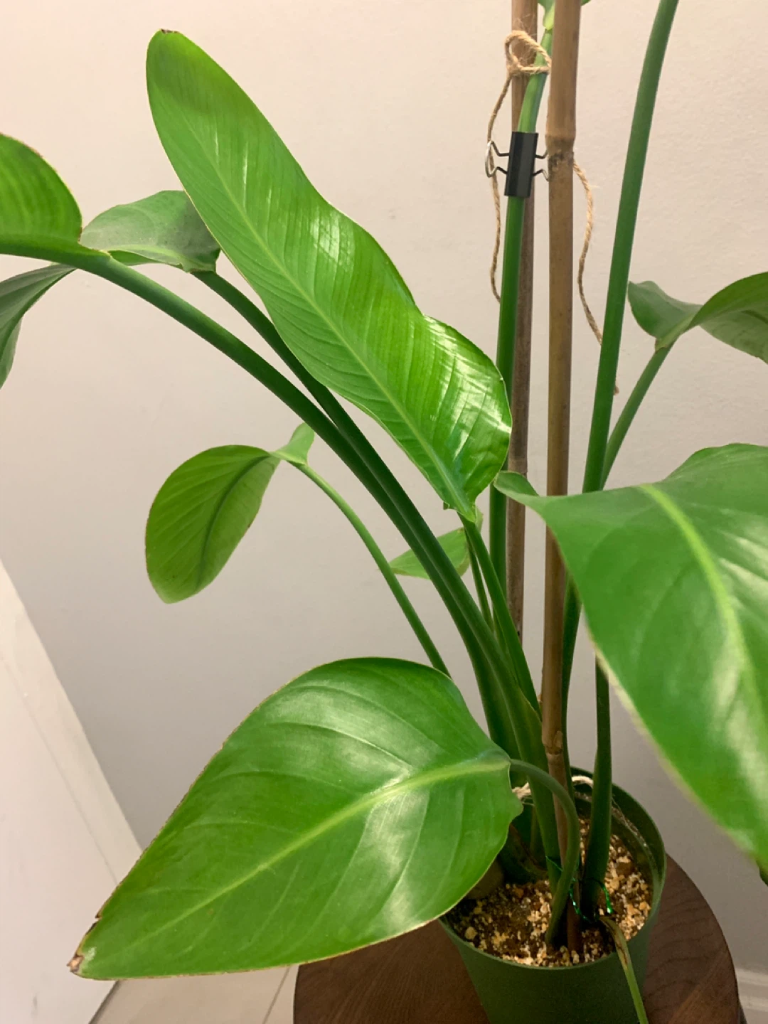 Bird of Paradise Plant