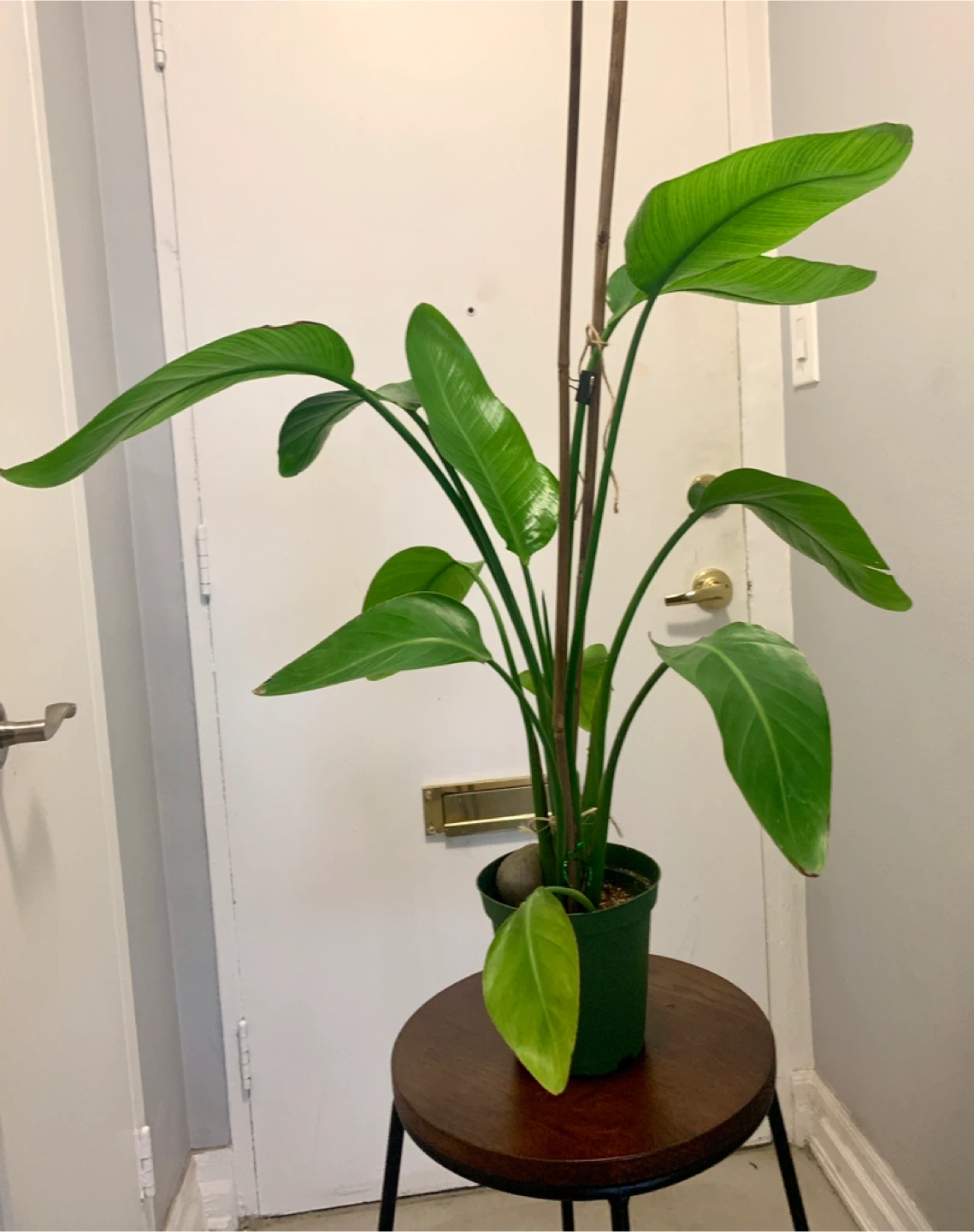 Bird of Paradise Plant - photo 2
