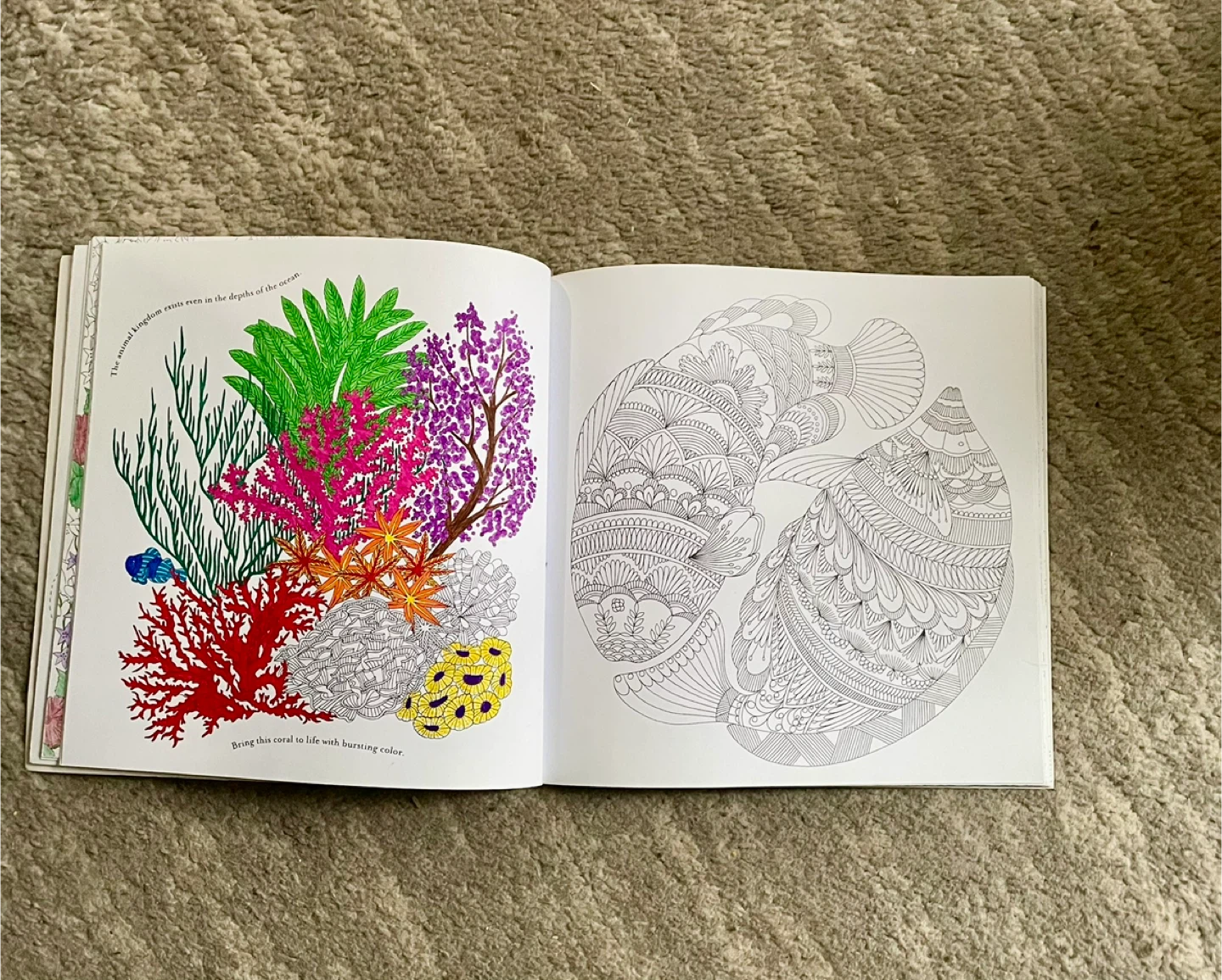 🥕Adult  Animal Kingdom Colour Me, Draw Me Coloring Book - photo 2