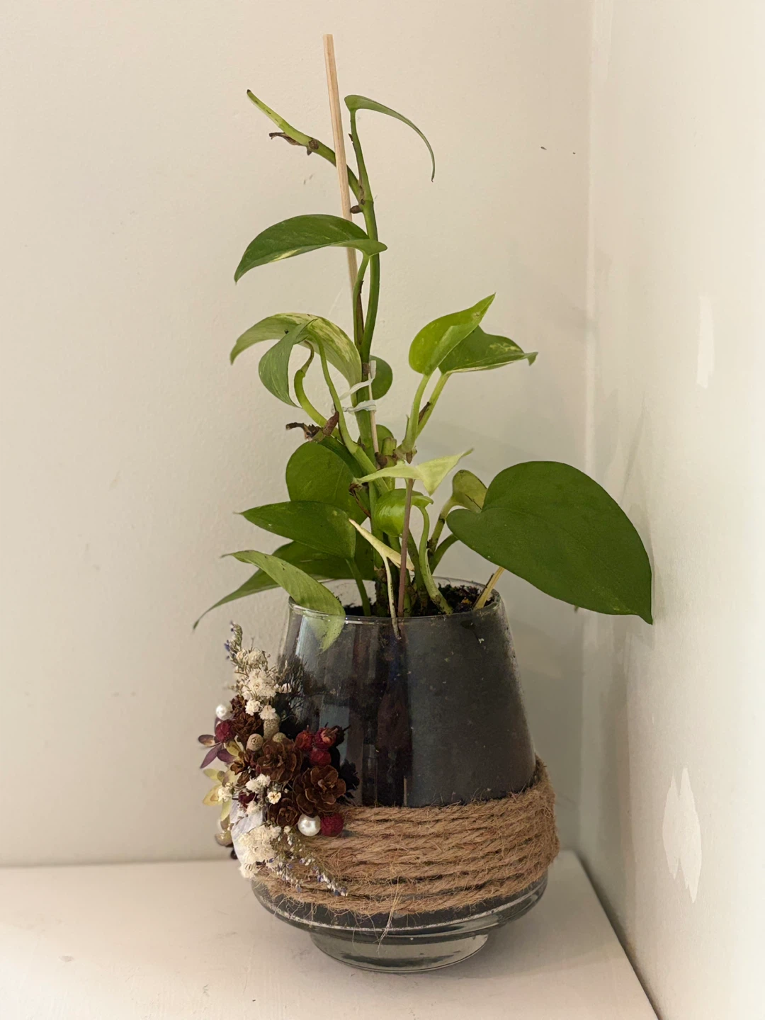 💓Pothos Plant in Decorative Glass Vase - photo 2