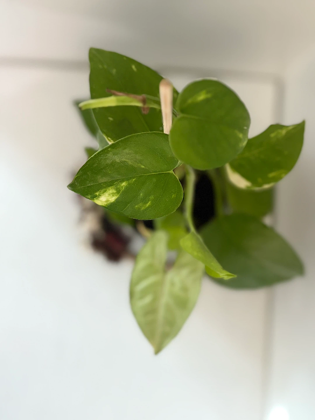 💓Pothos Plant in Decorative Glass Vase - photo 3