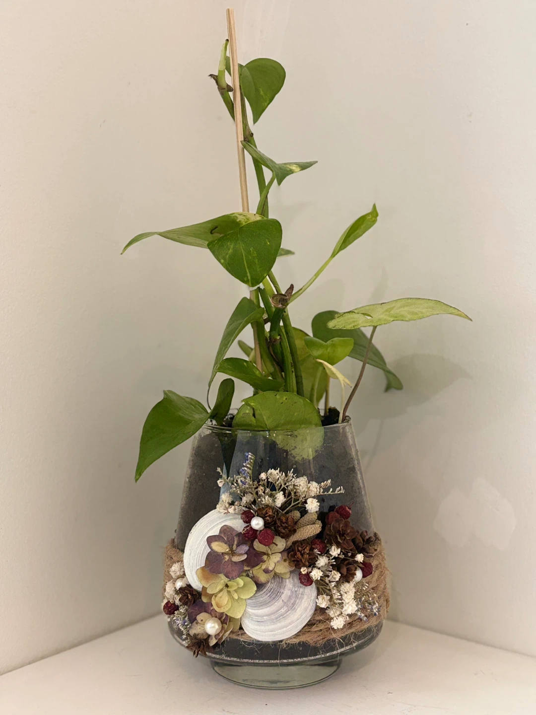 💓Pothos Plant in Decorative Glass Vase
