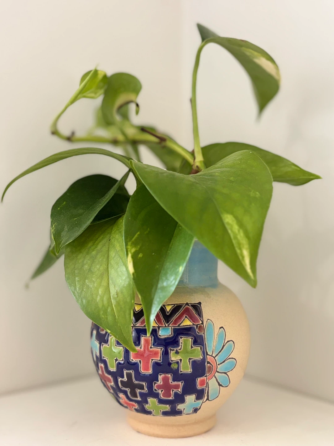 🔆Pothos Plant in Decorative Ceramic Vase