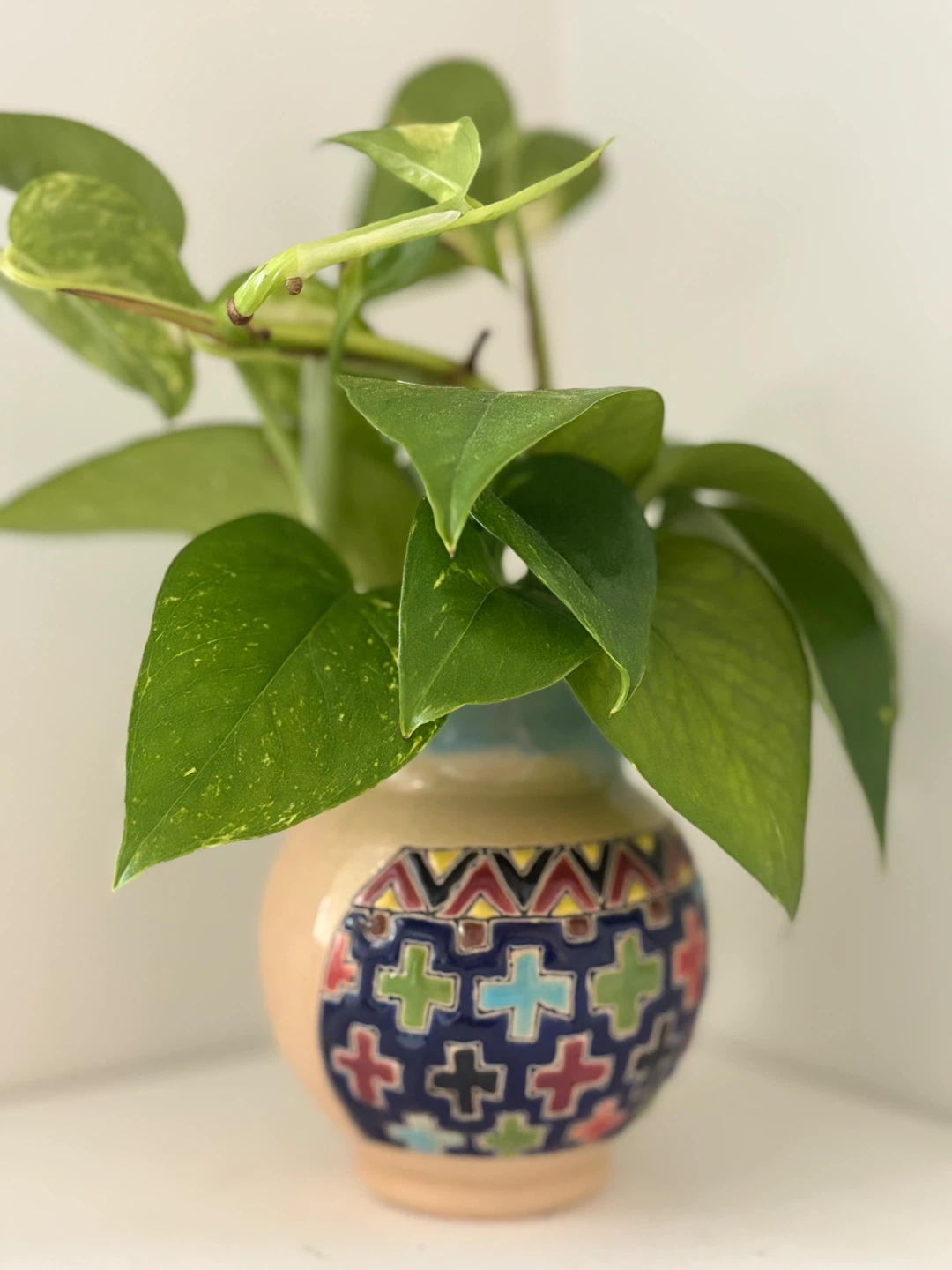 🔆Pothos Plant in Decorative Ceramic Vase - photo 3