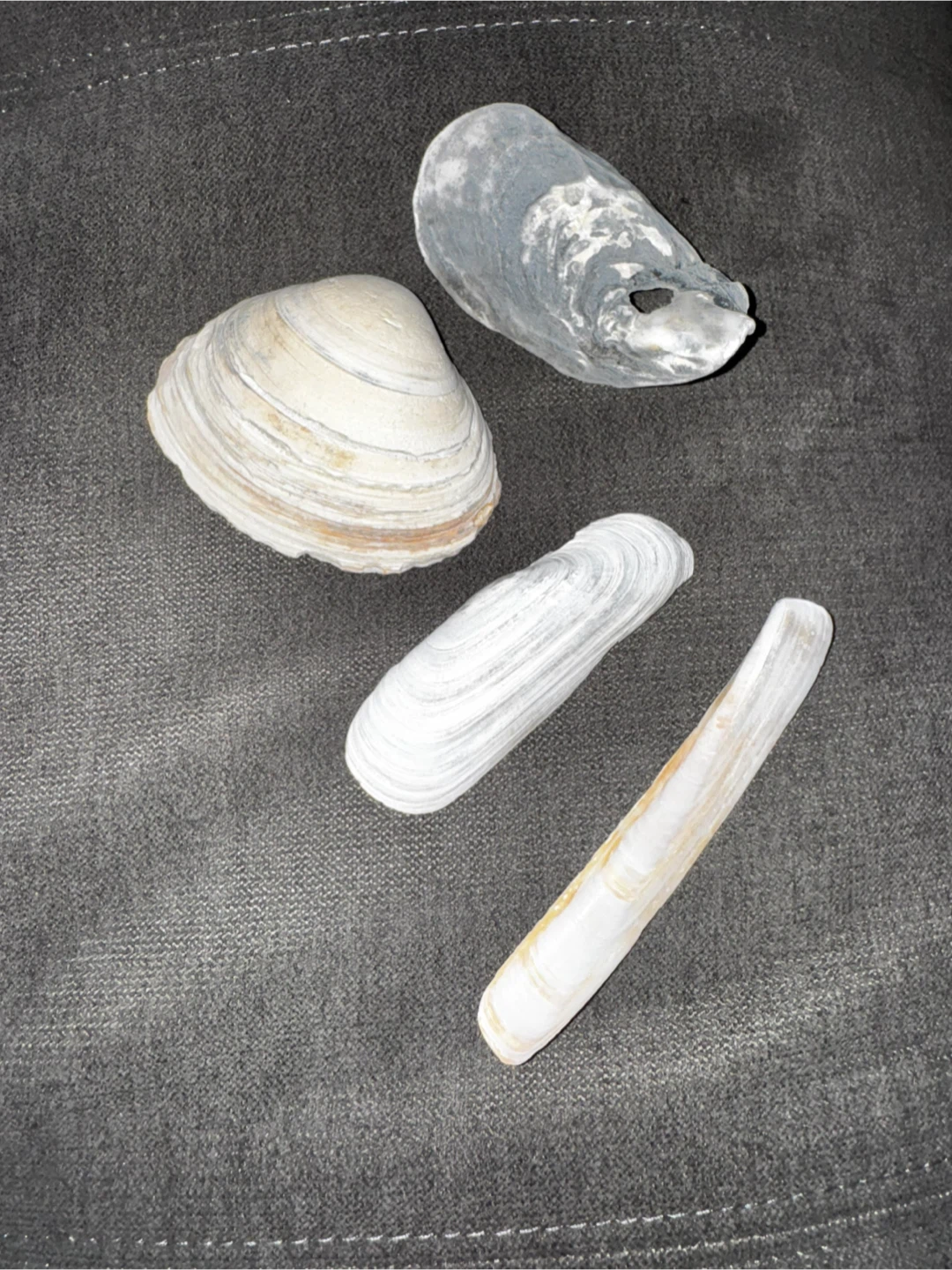 Assorted Seashells 🥕