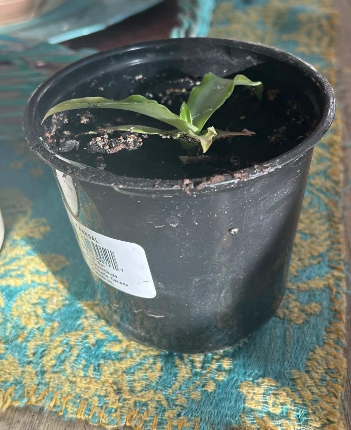 Callisia fragans Plant in Black Pot