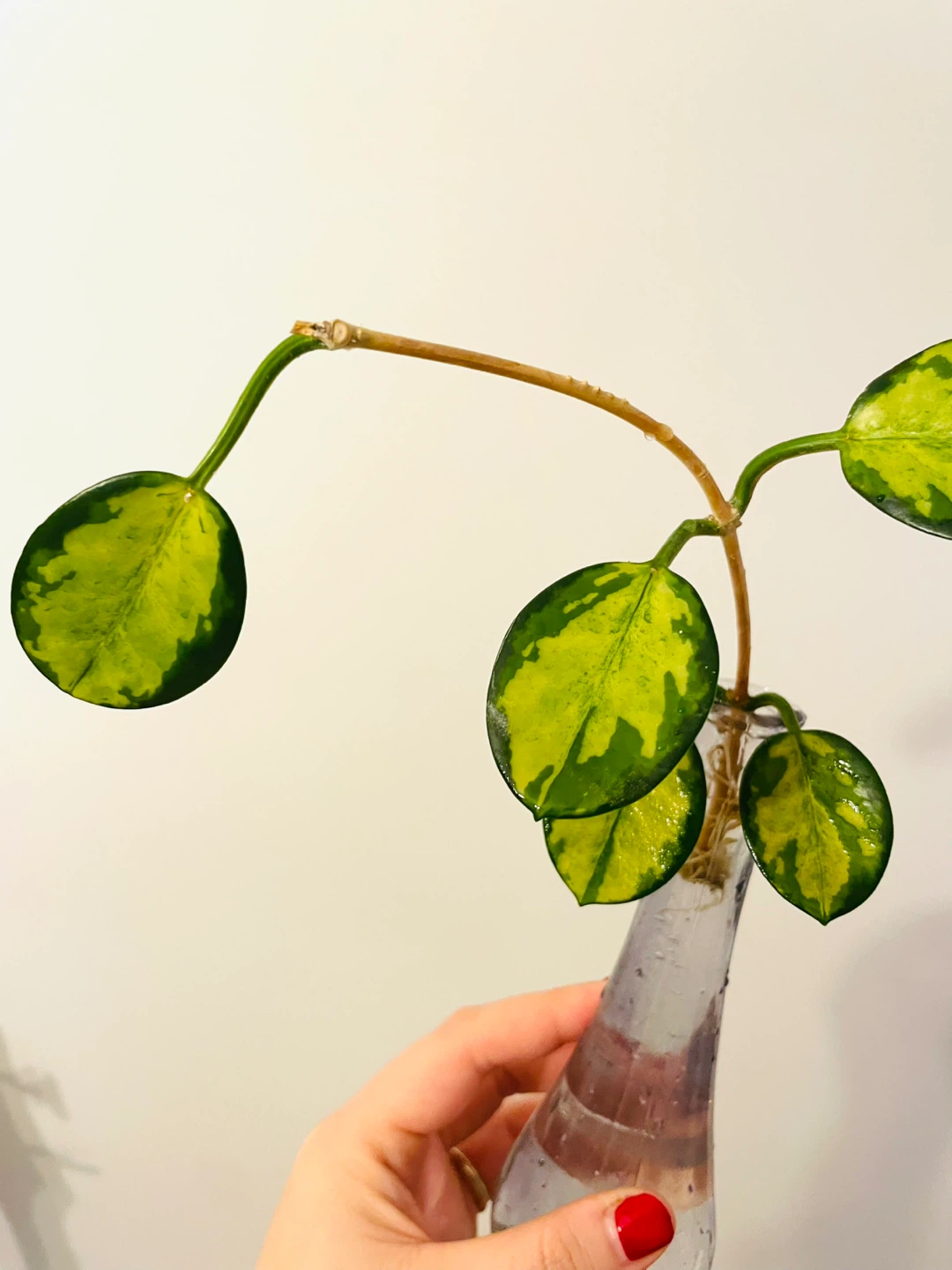 Hoya lisa Plant in the vase - photo 3