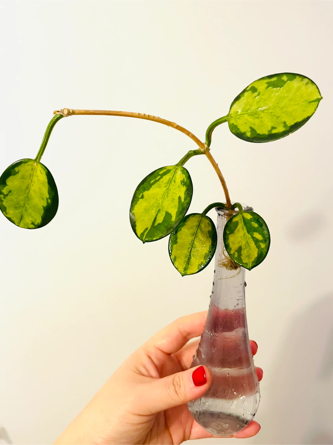 Hoya lisa Plant in the vase - photo 2
