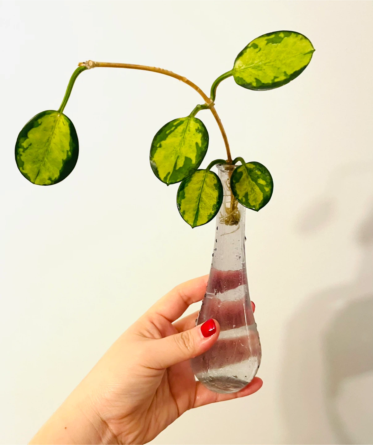 Hoya lisa Plant in the vase
