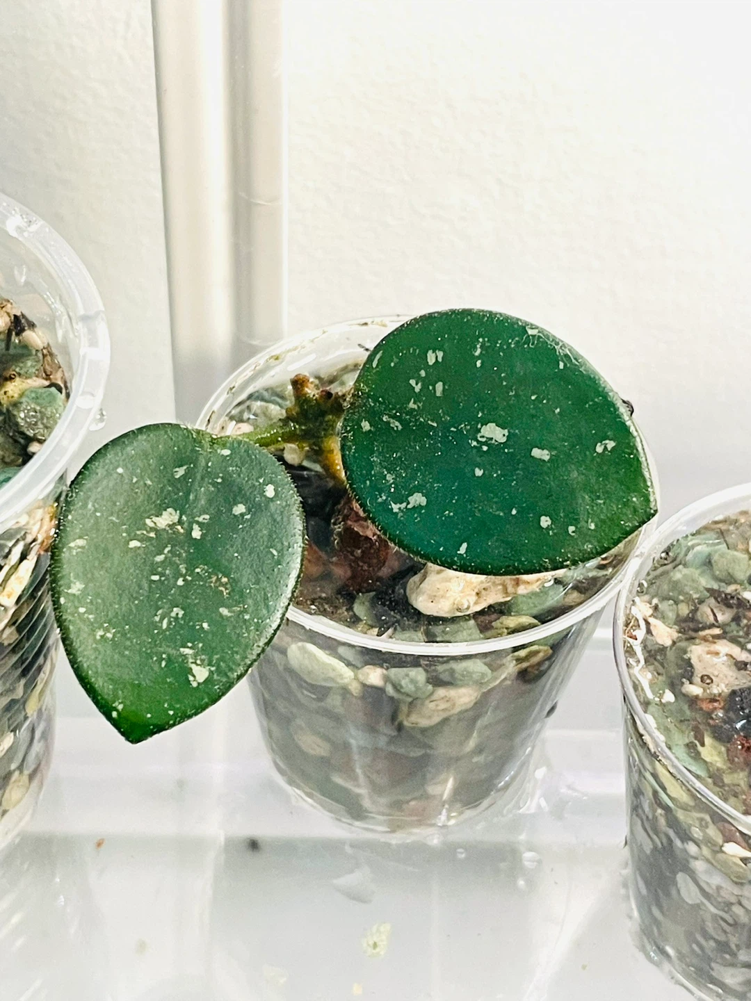 Hoya Matilda Plant Cutting in Pot