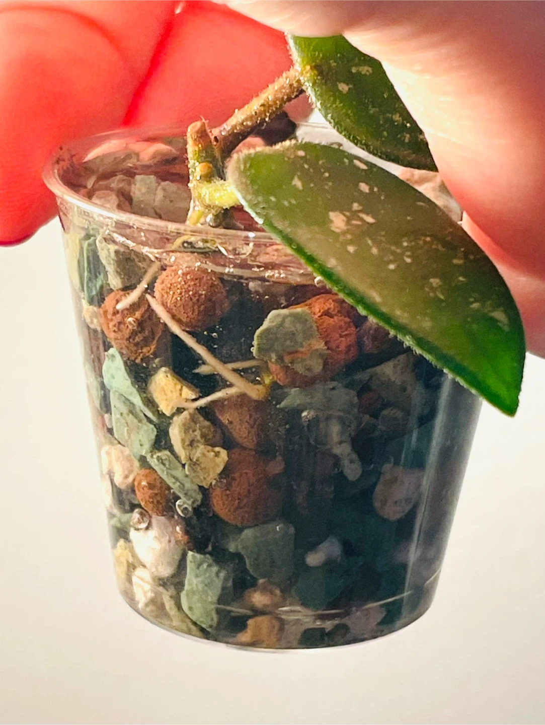 Hoya Matilda Plant Cutting in Pot - photo 3