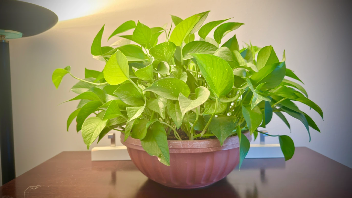 Pothos Plant in Pot - photo 2