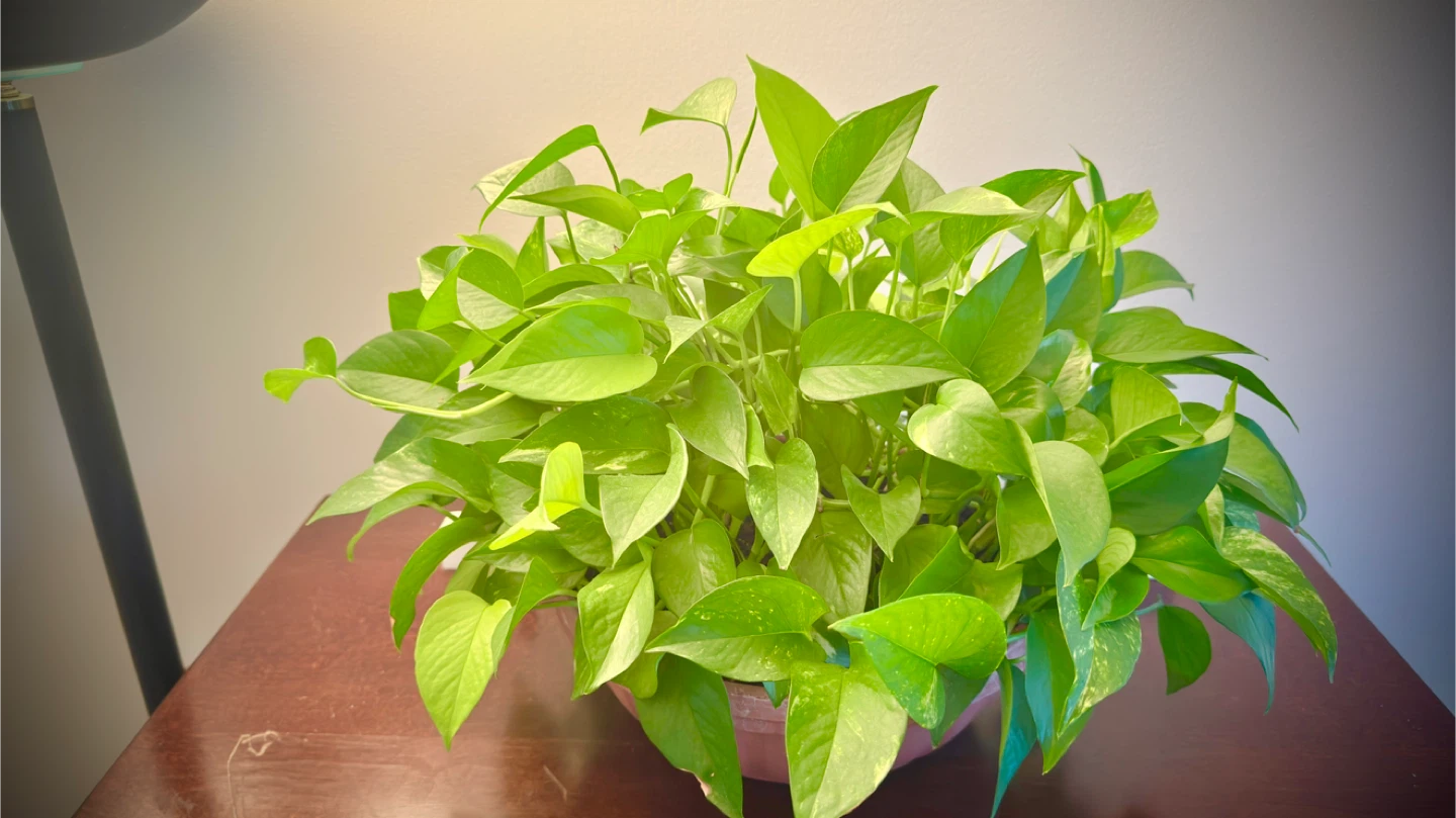 Pothos Plant in Pot