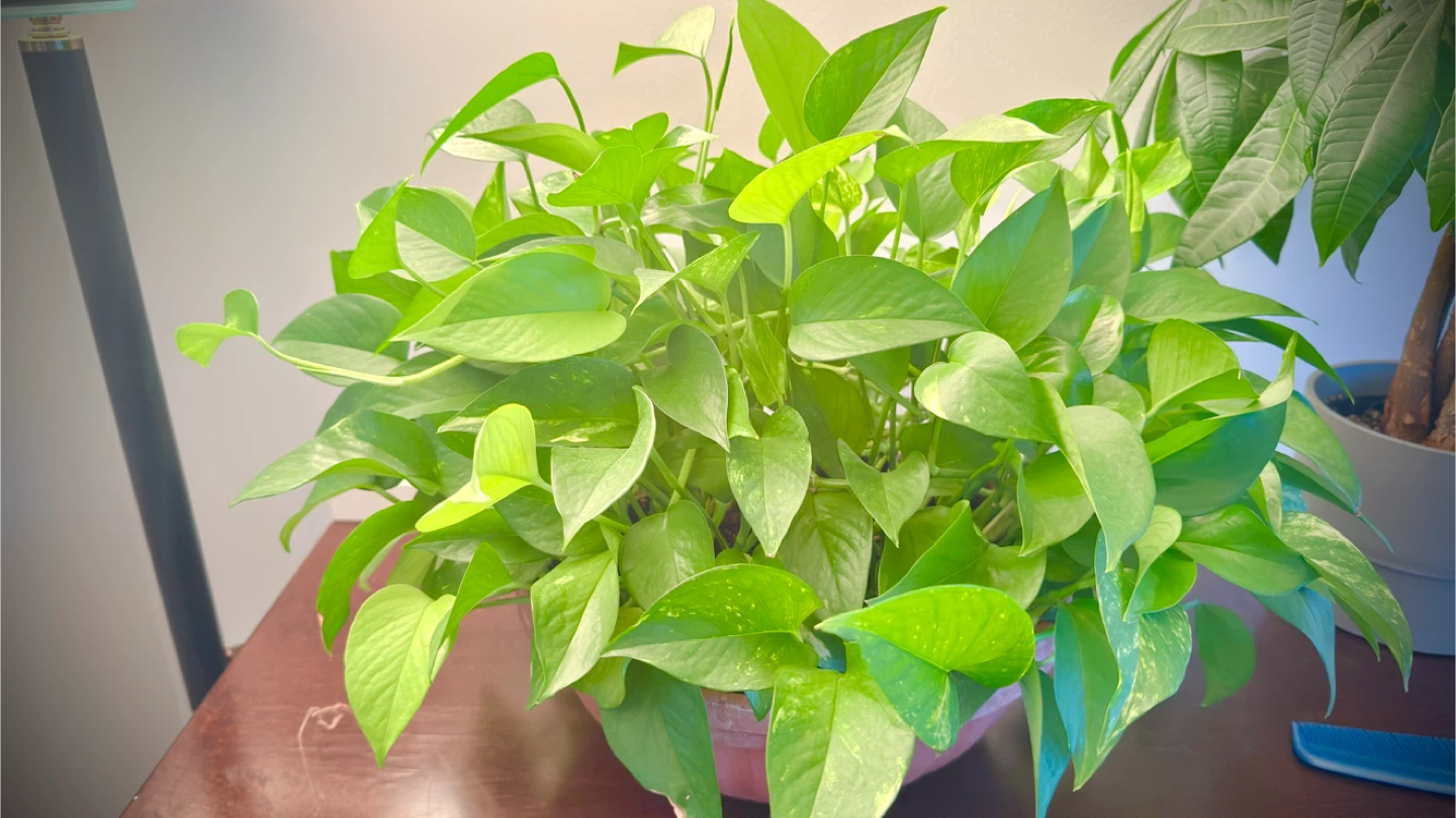 Pothos Plant in Pot - photo 3