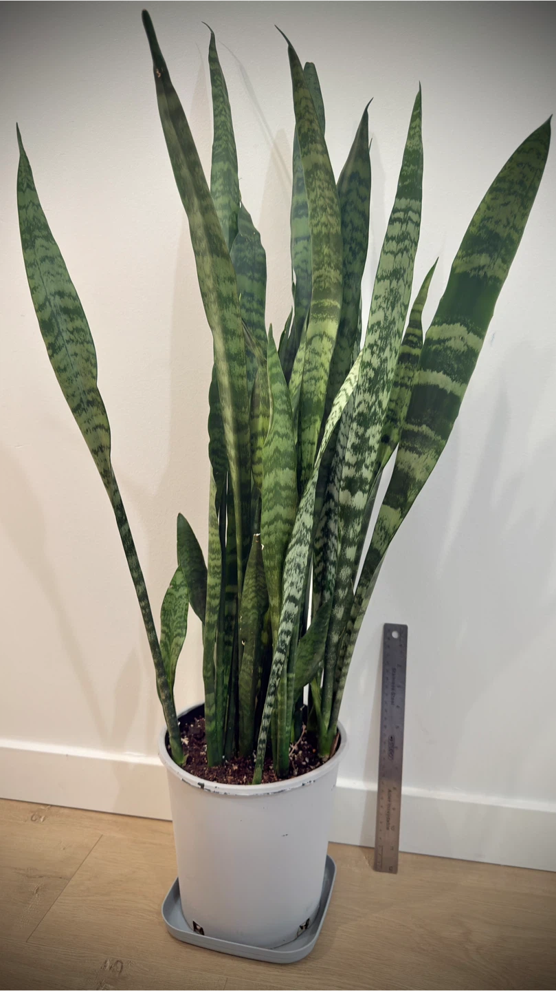 Snake Plant