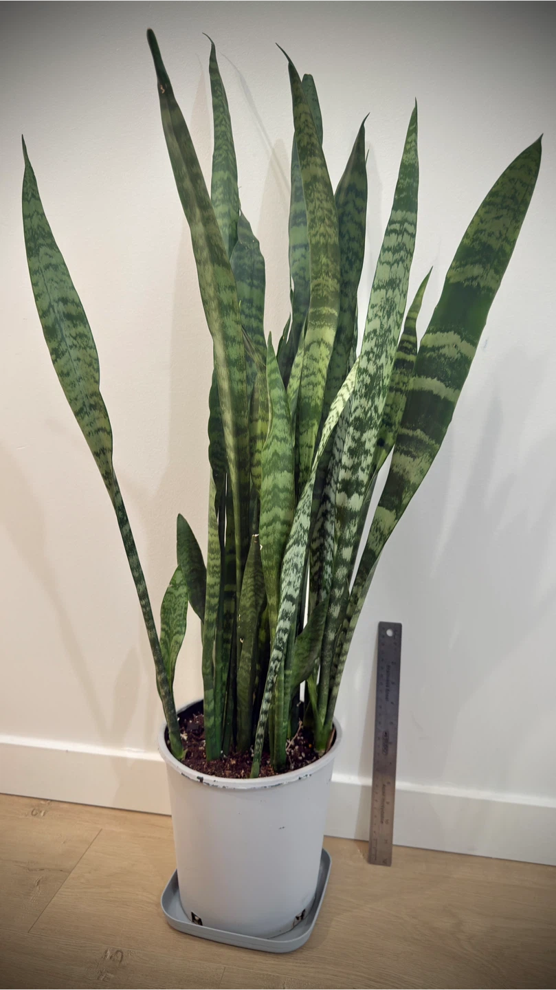 Snake Plant - photo 2