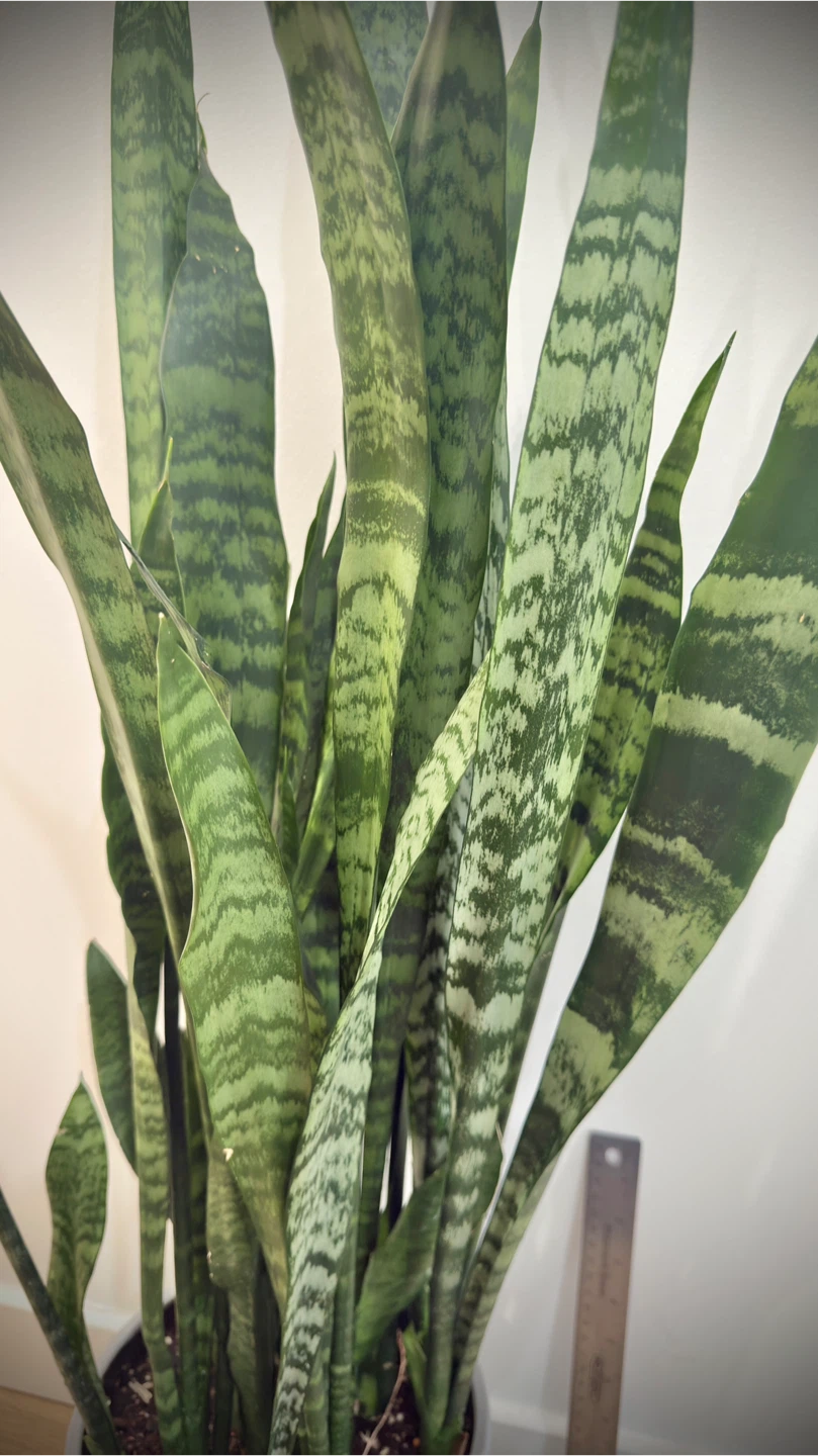 Snake Plant - photo 3