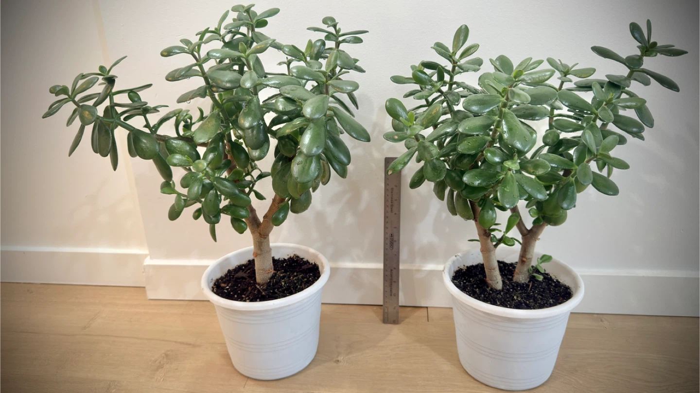 Two Jade Plants in White Pots - photo 3