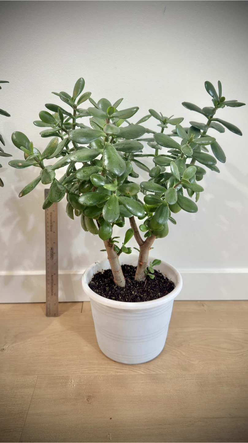 Two Jade Plants in White Pots - photo 2