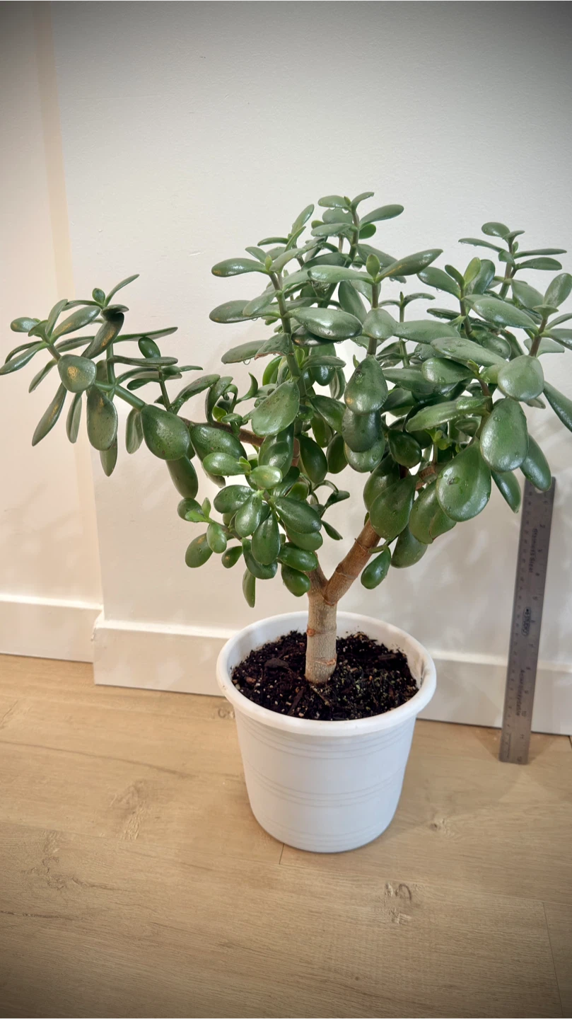 Two Jade Plants in White Pots