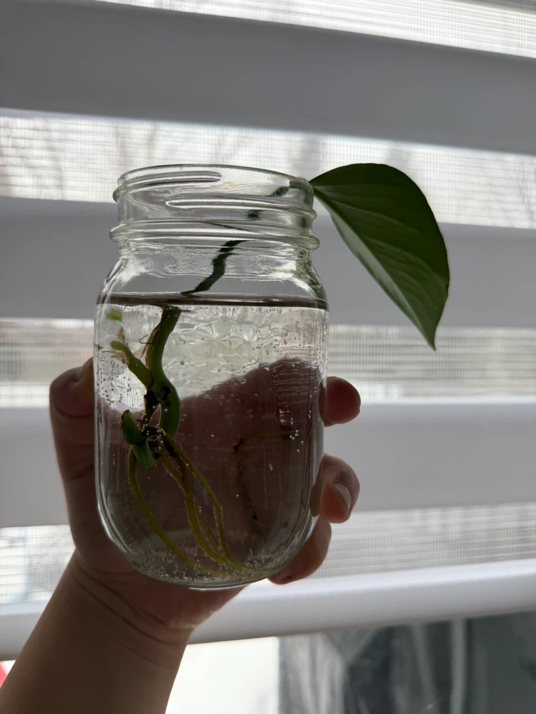 Pothos cutting in water