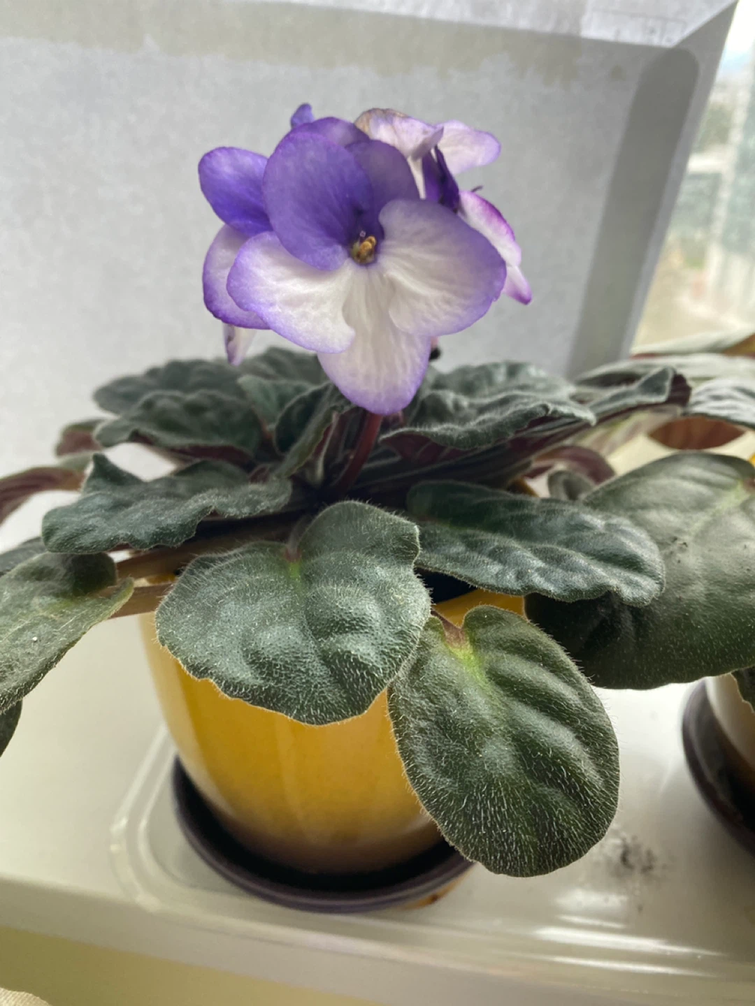 African Violet Plant