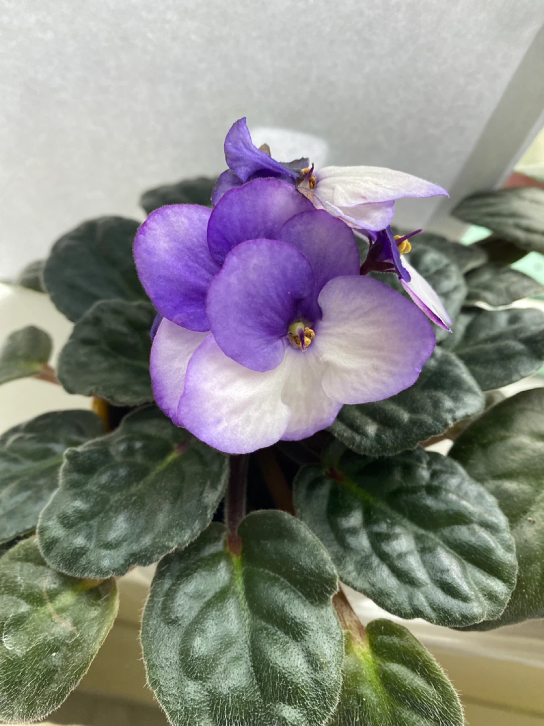 African Violet Plant - photo 2
