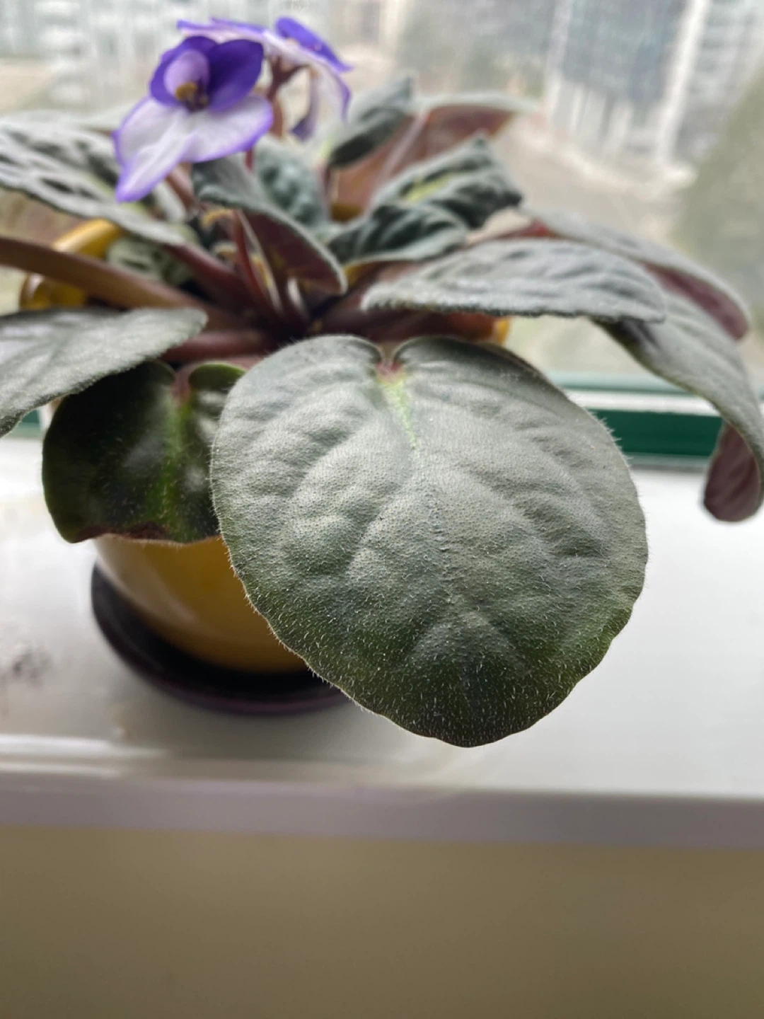 Flowering African Violet Plant