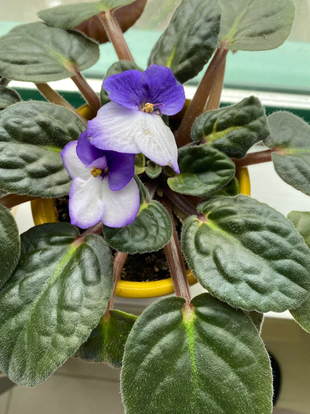 Flowering African Violet Plant - photo 2