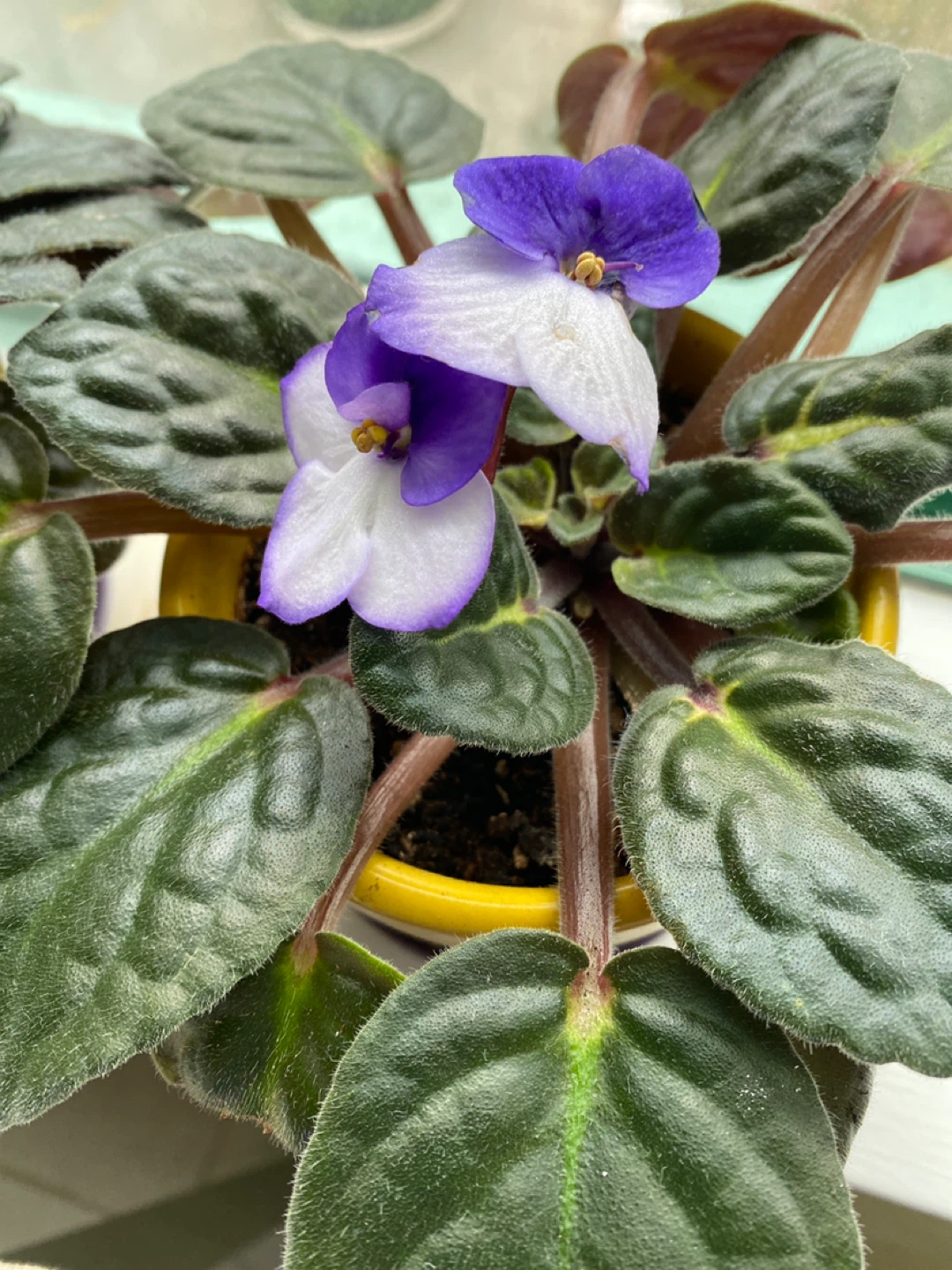 Flowering African Violet Plant - photo 3