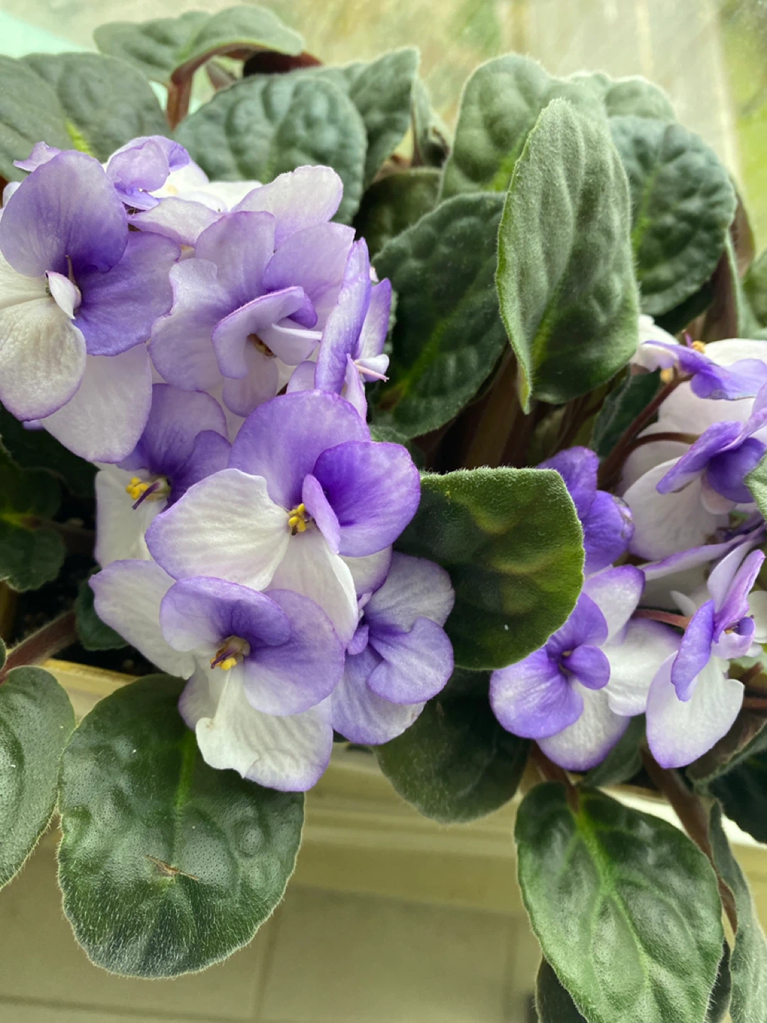African Violet Plant - photo 3