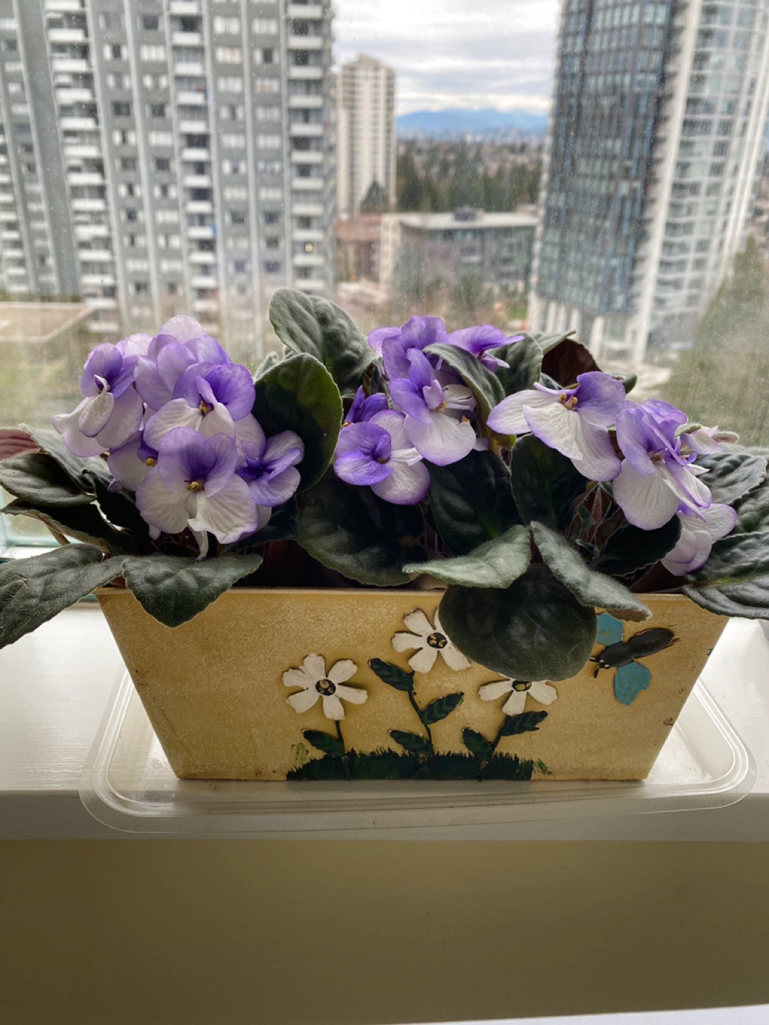 African Violet Plant