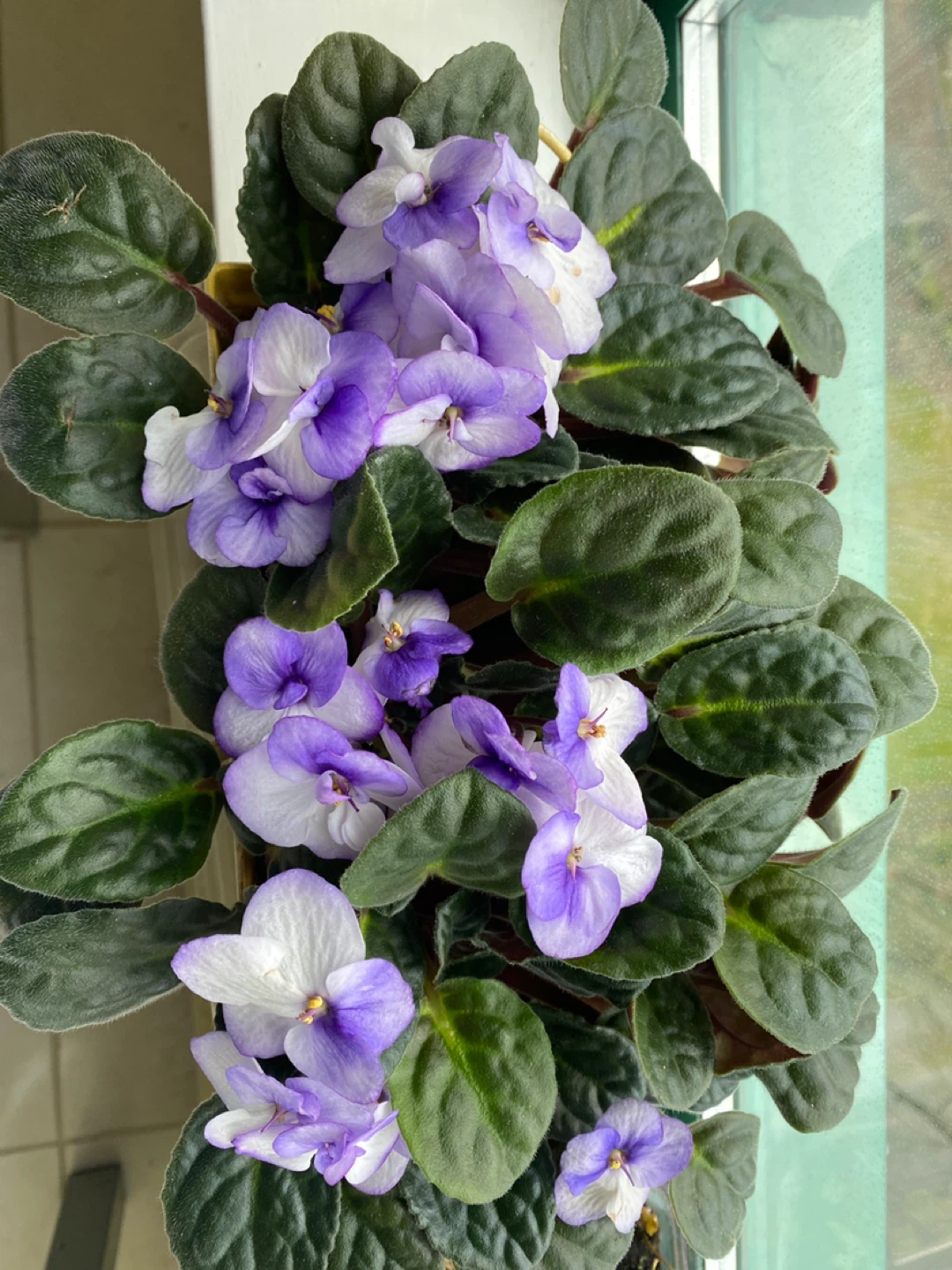 African Violet Plant - photo 2