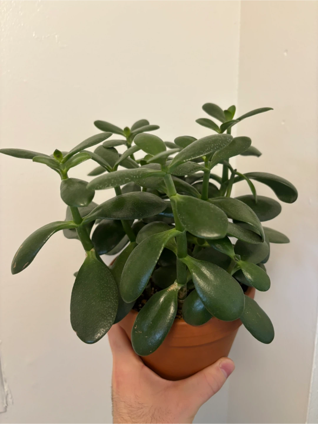 Jade Plant (Crassula Ovata) - photo 2