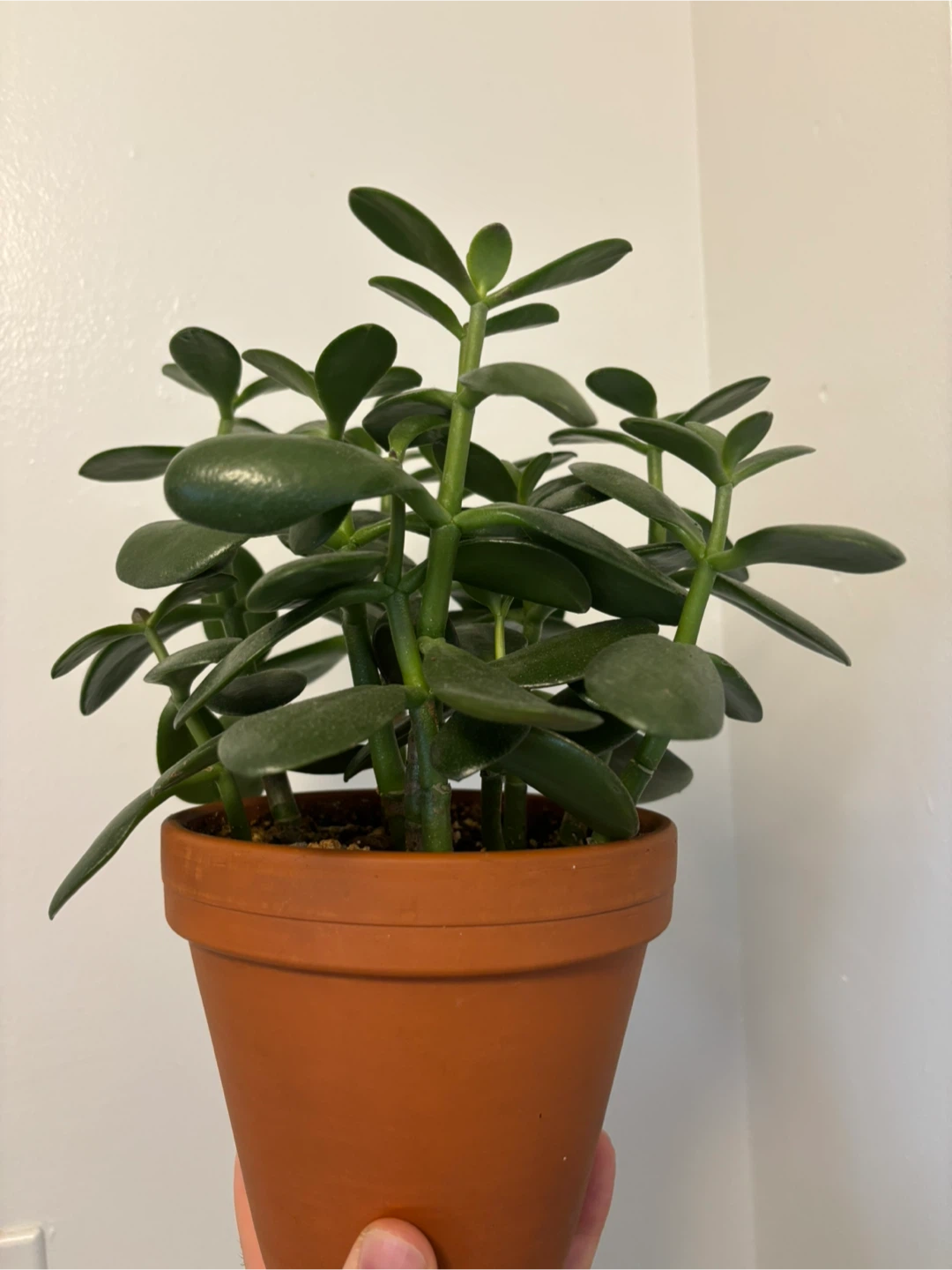 Jade Plant (Crassula Ovata) - photo 3