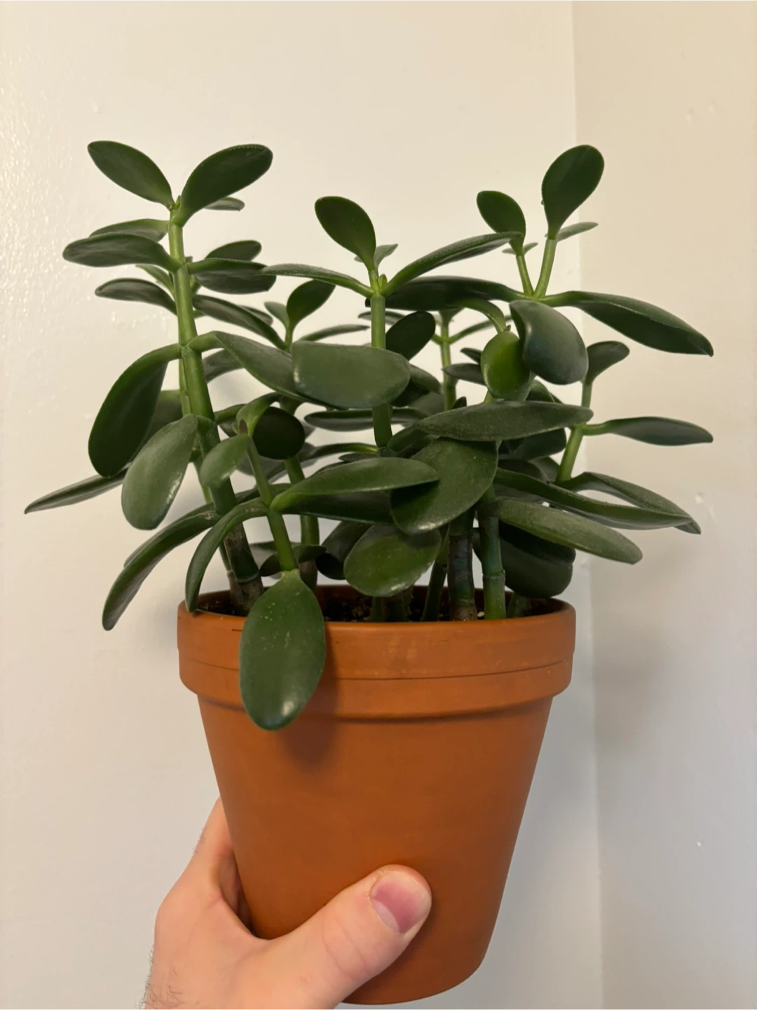 Jade Plant (Crassula Ovata)