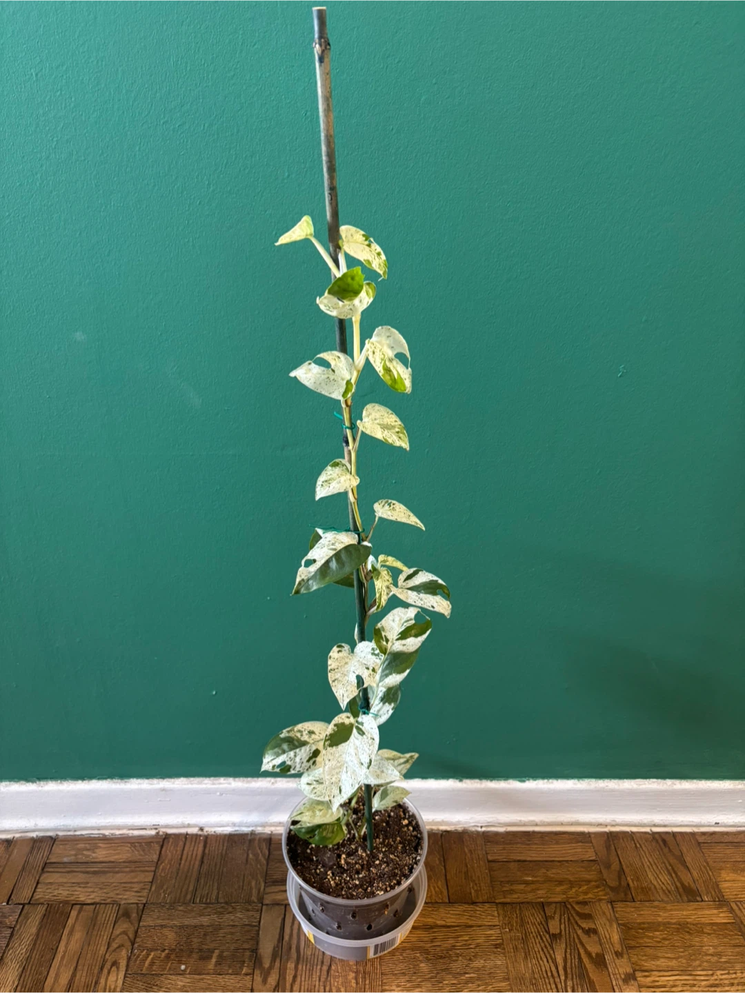 Epipremnum Pinnatum Marble