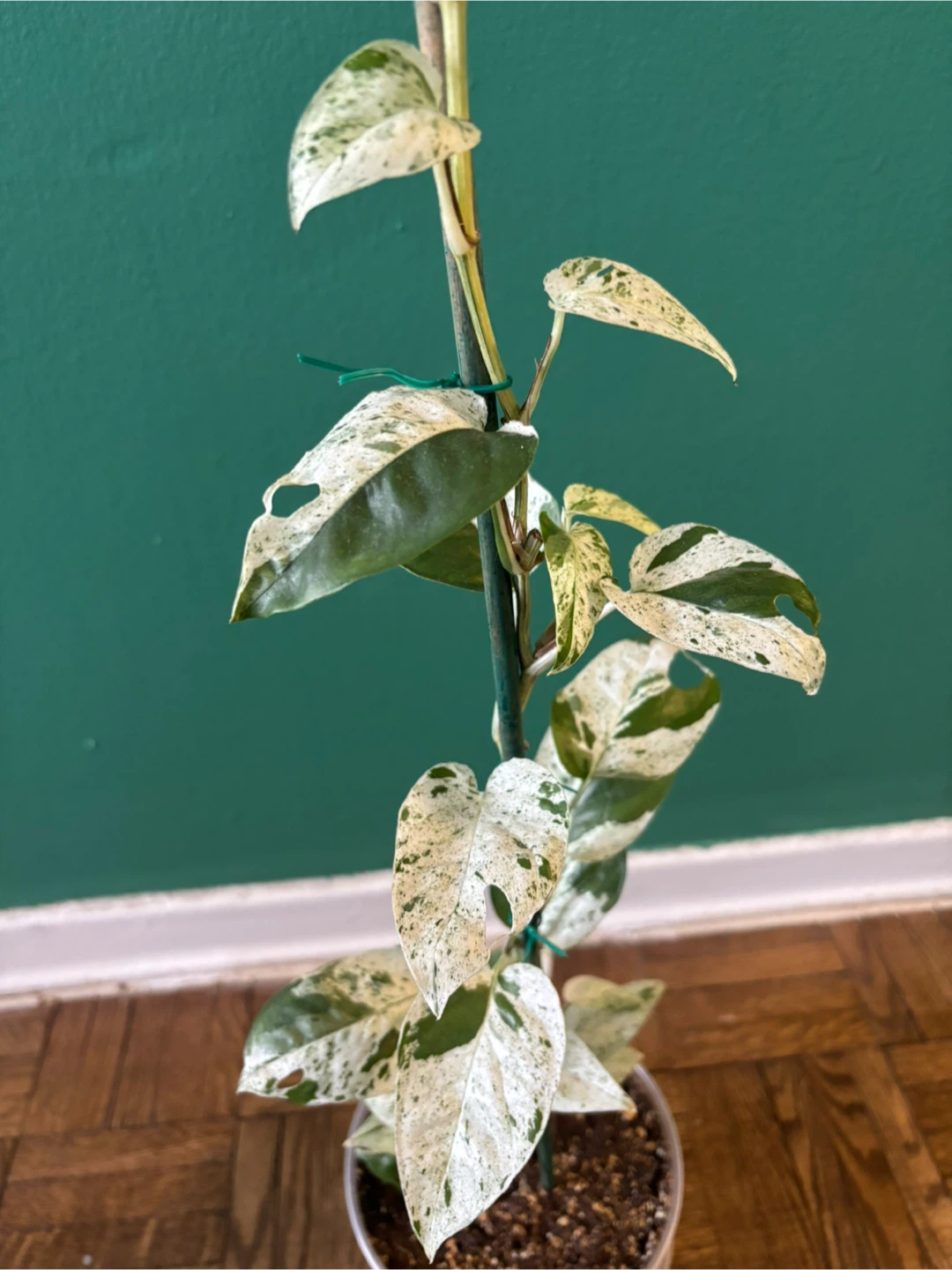 Epipremnum Pinnatum Marble - photo 4