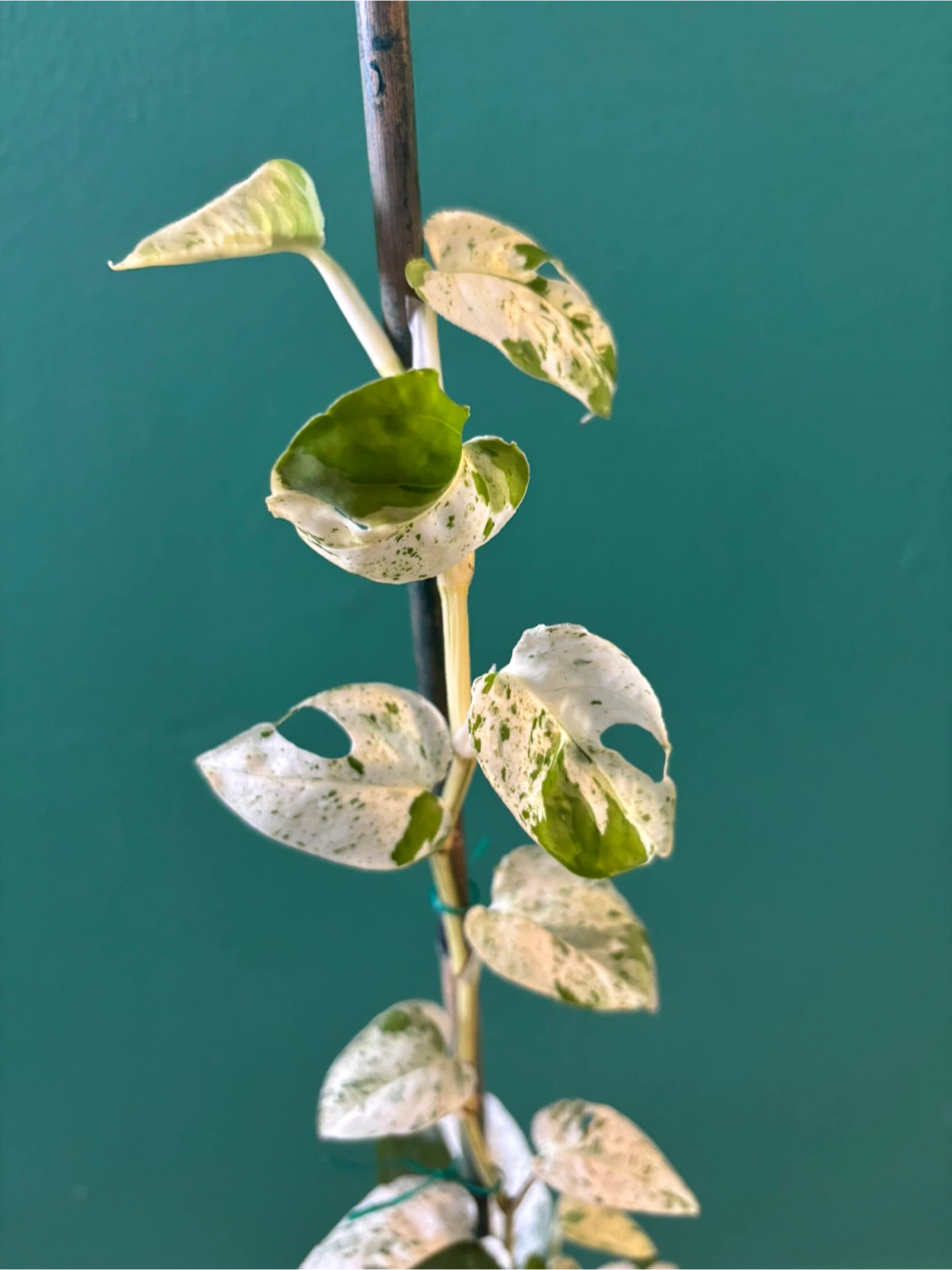 Epipremnum Pinnatum Marble - photo 3