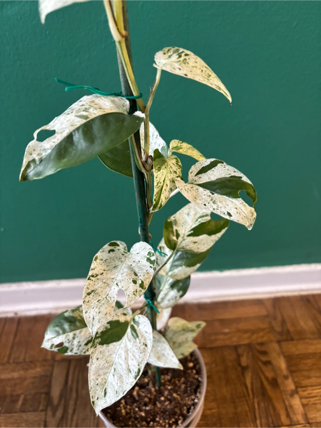 Epipremnum Pinnatum Marble - photo 2