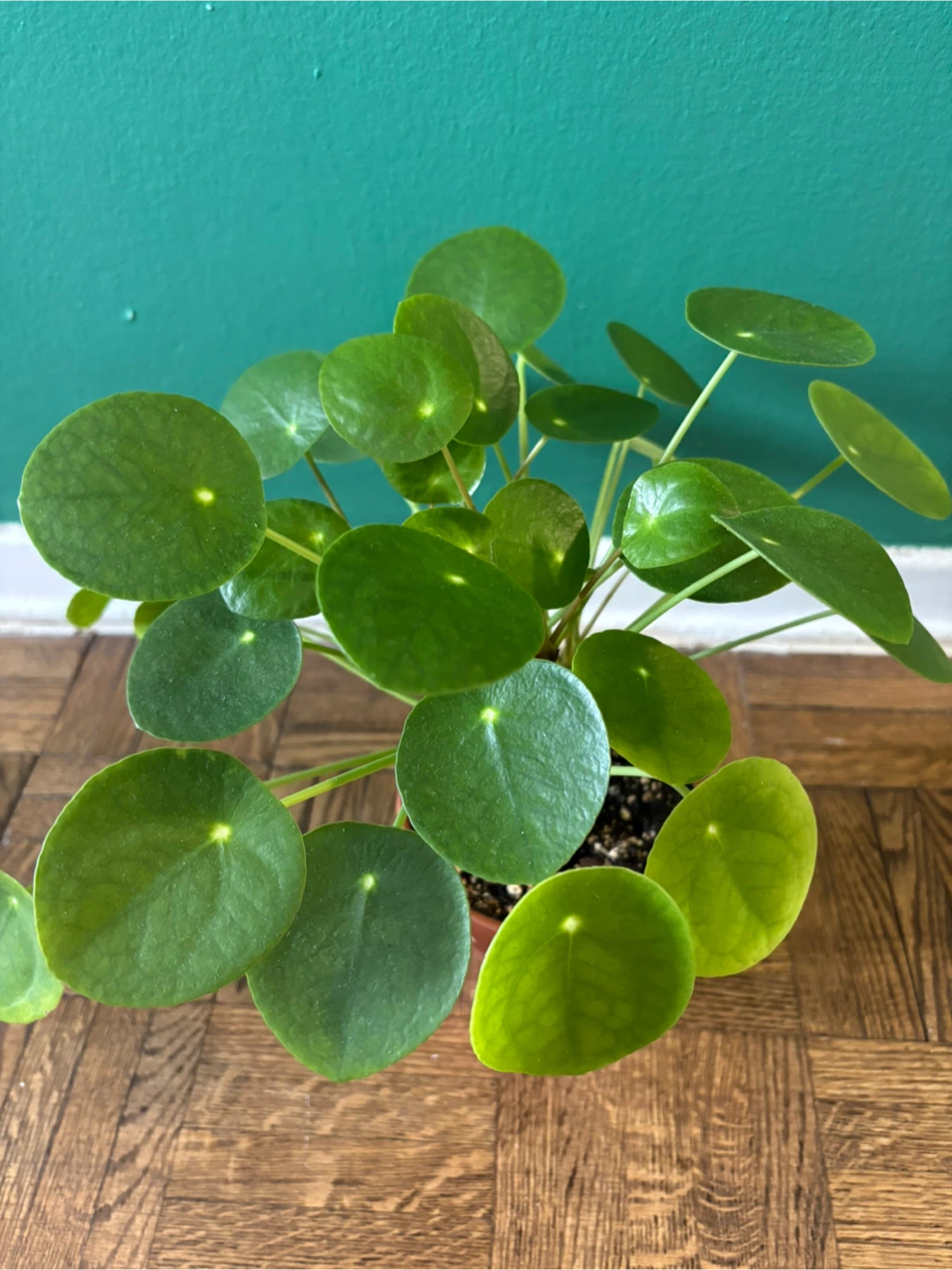 Pilea Peperomioides