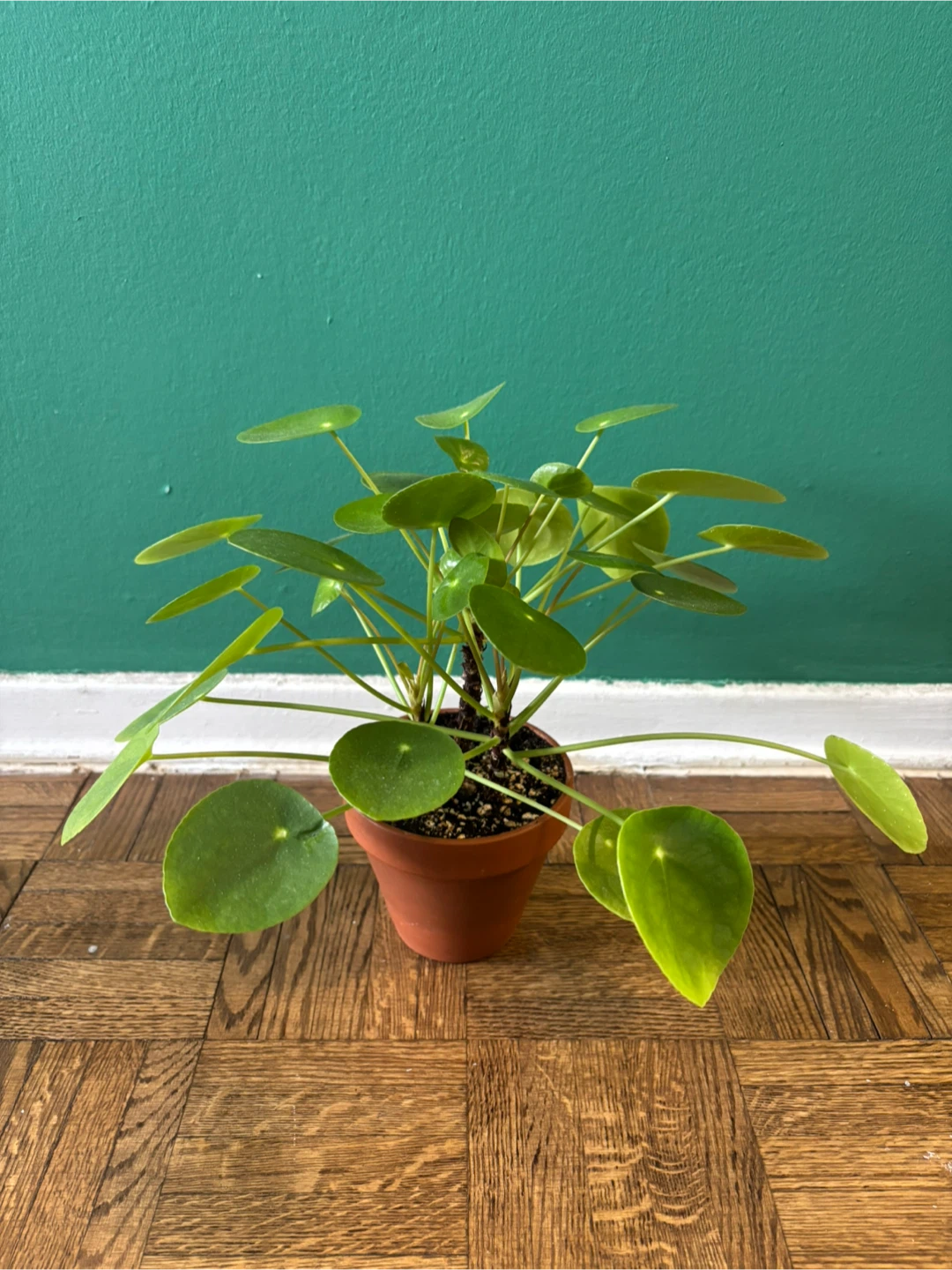 Pilea Peperomioides - photo 3