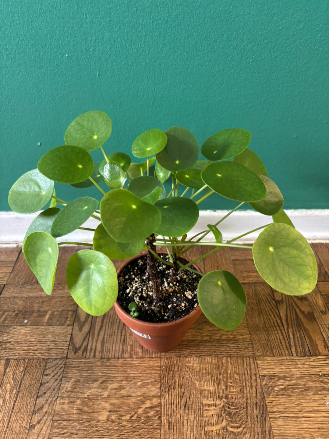 Pilea Peperomioides - photo 2