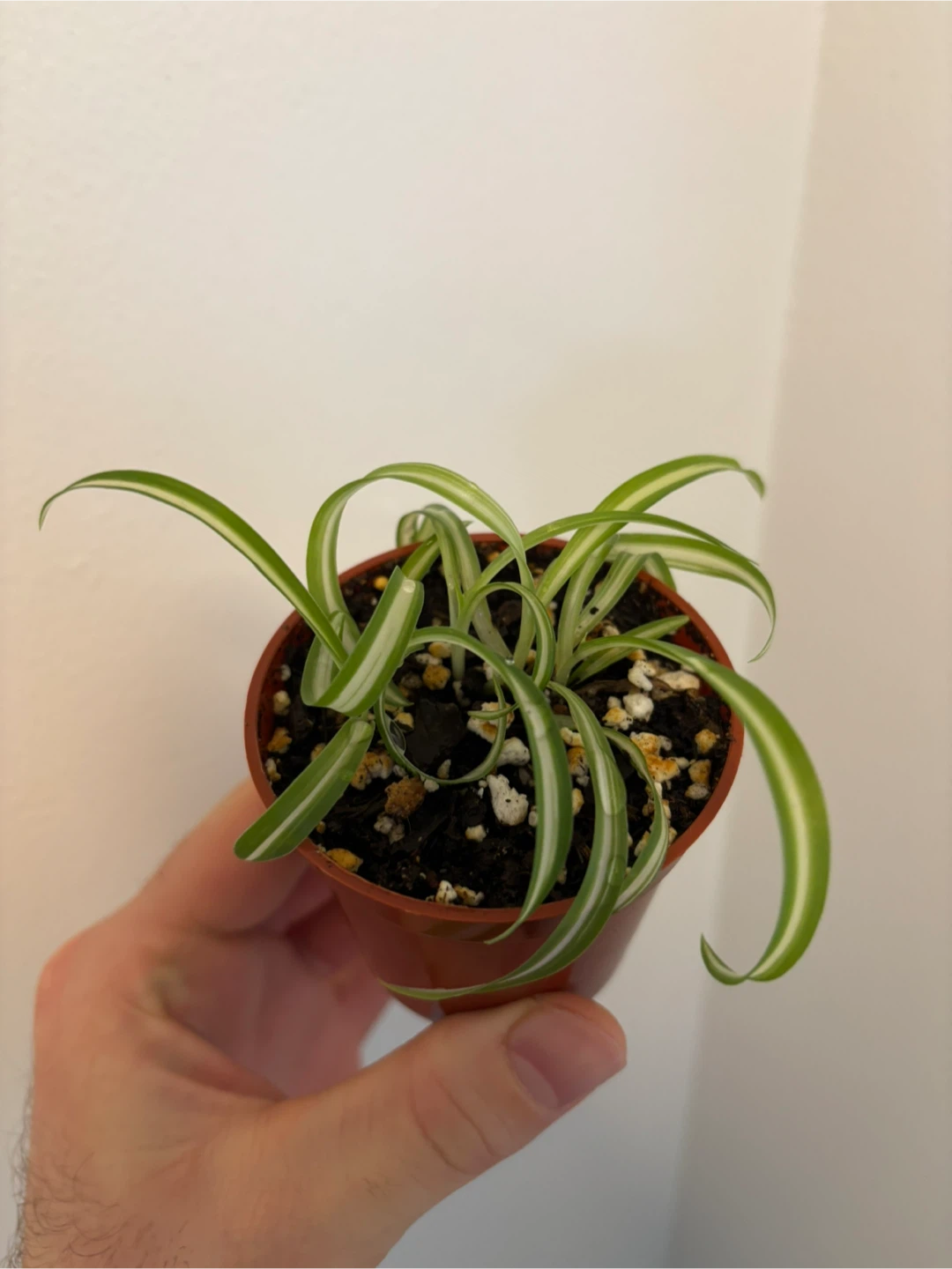 Chlorophytum Comosum ‘Bonnie’