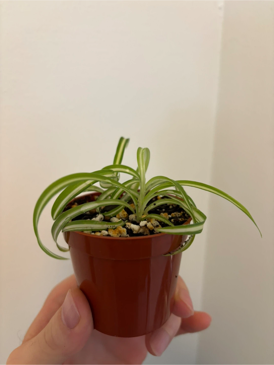 Chlorophytum Comosum ‘Bonnie’ - photo 2