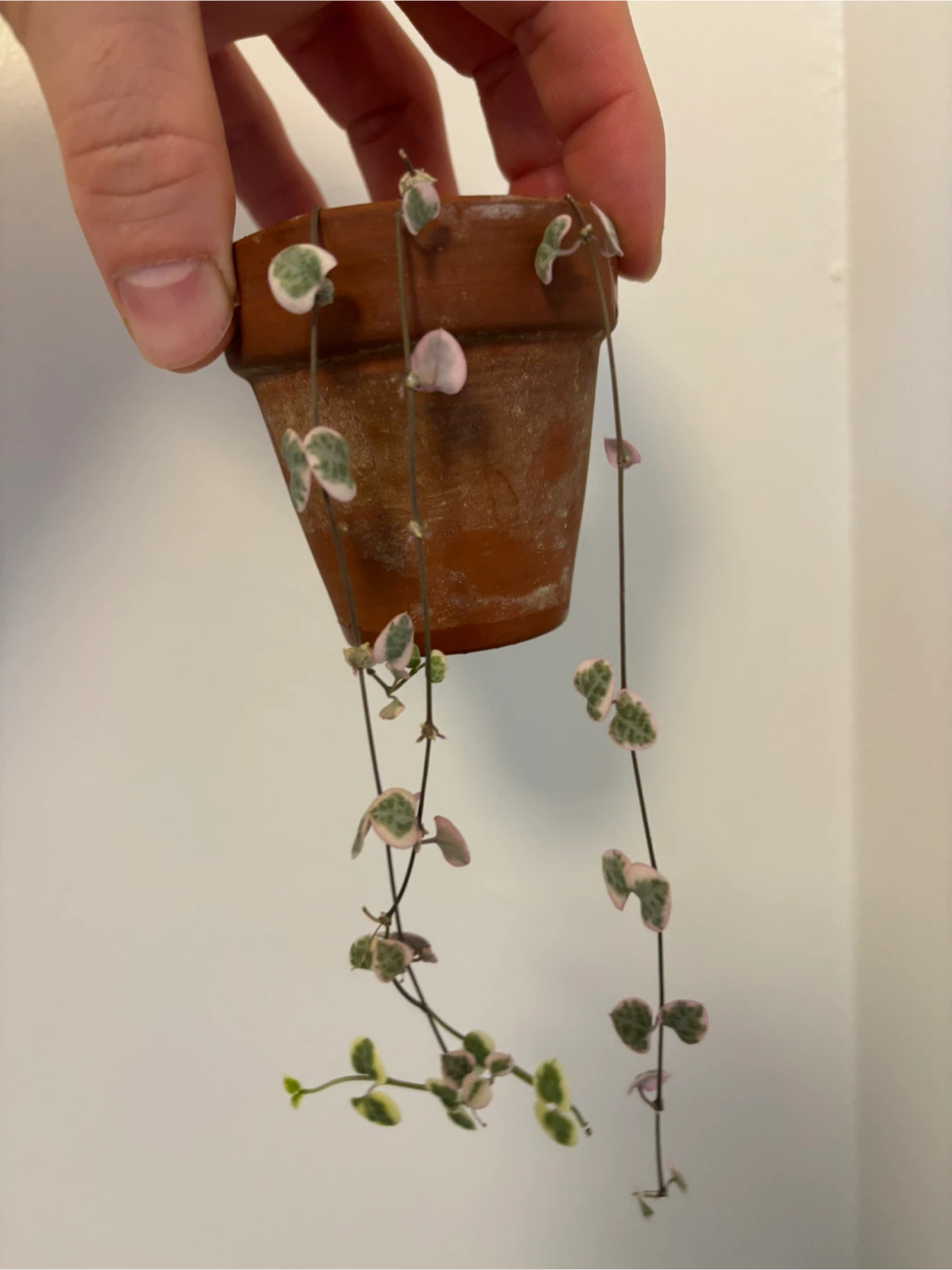 Ceropegia Woodii Variegata - photo 2