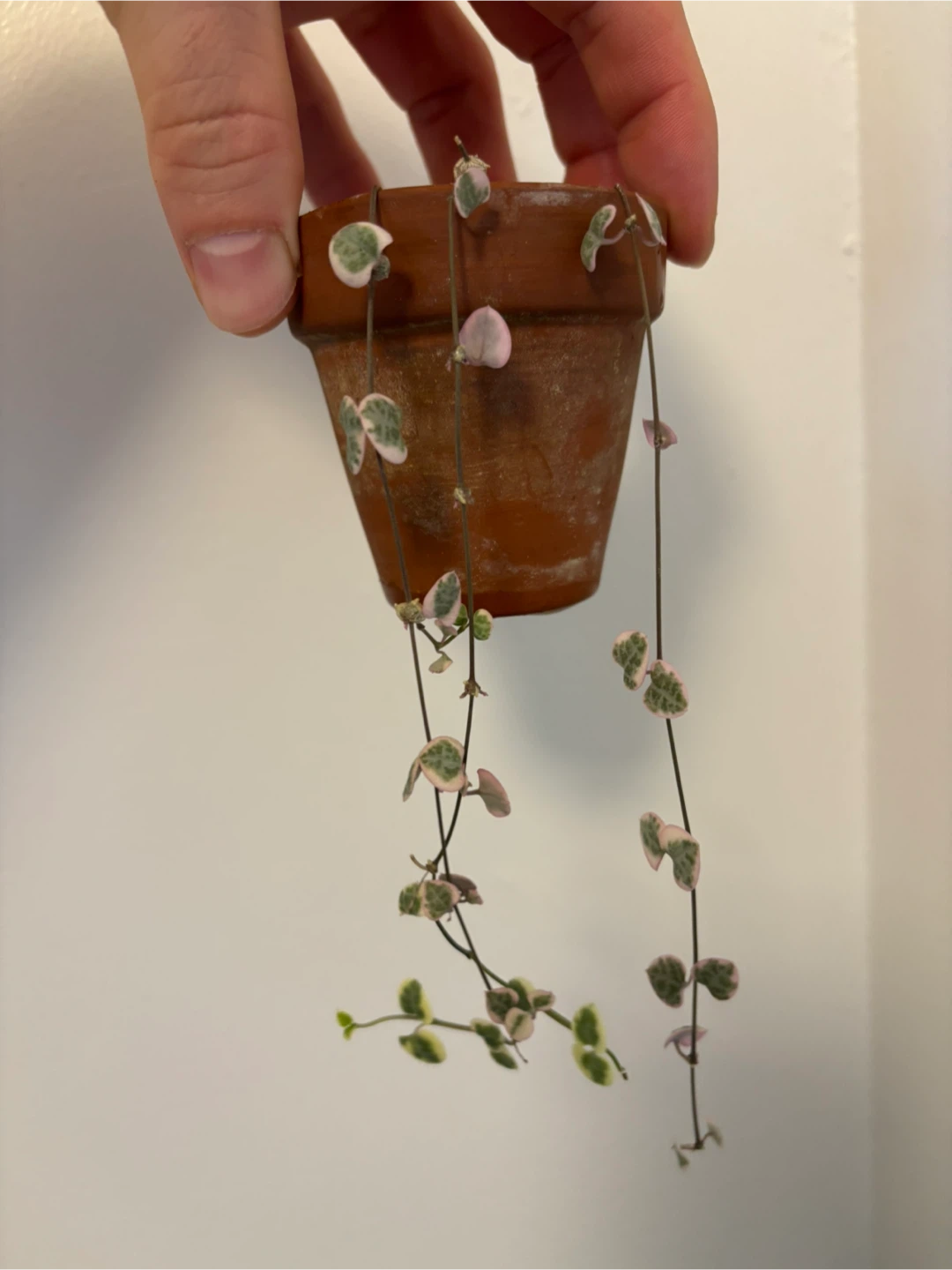 Ceropegia Woodii Variegata